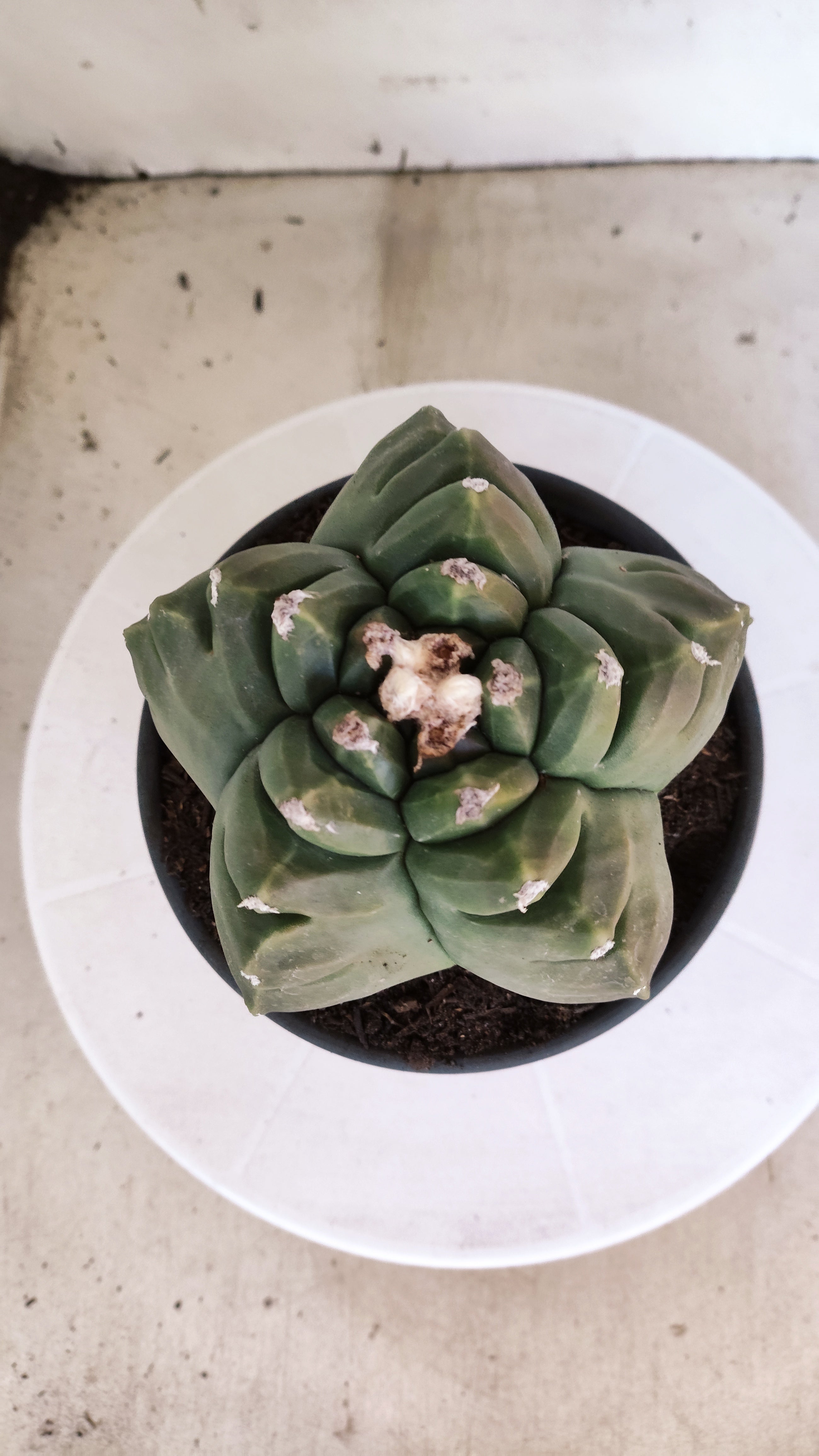 MATRIZ ASTROPHYTUM cv KIKKO  Nº 1250 – vaso 15