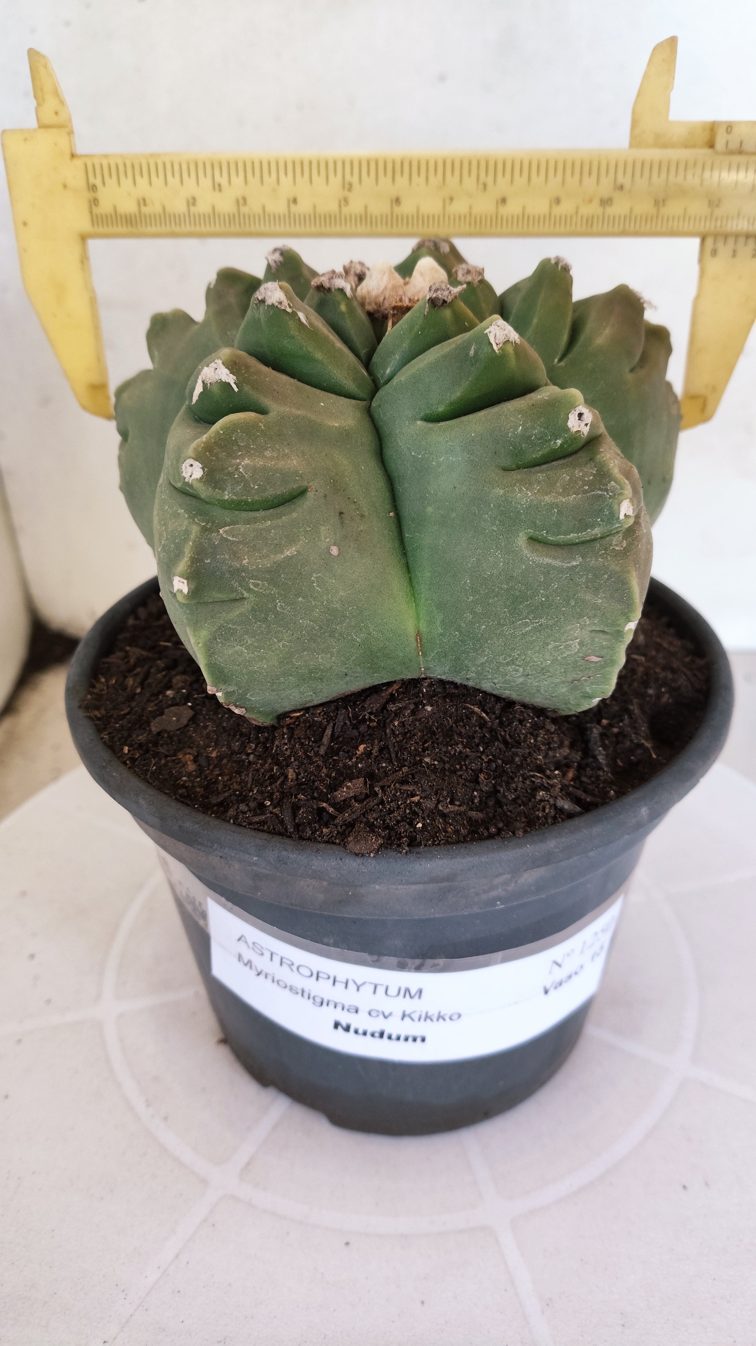 MATRIZ ASTROPHYTUM cv KIKKO  Nº 1250 – vaso 15