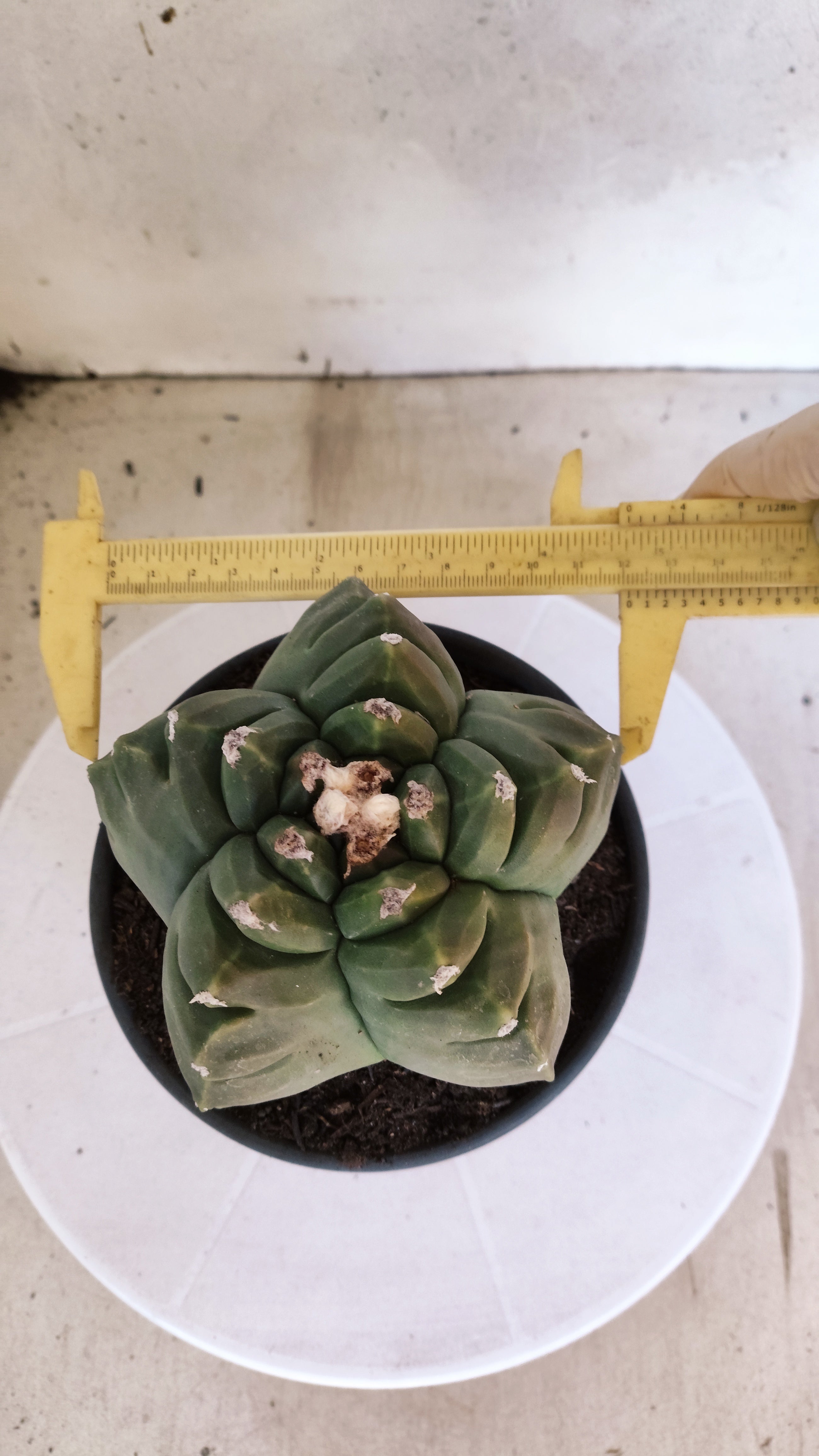 MATRIZ ASTROPHYTUM cv KIKKO  Nº 1250 – vaso 15