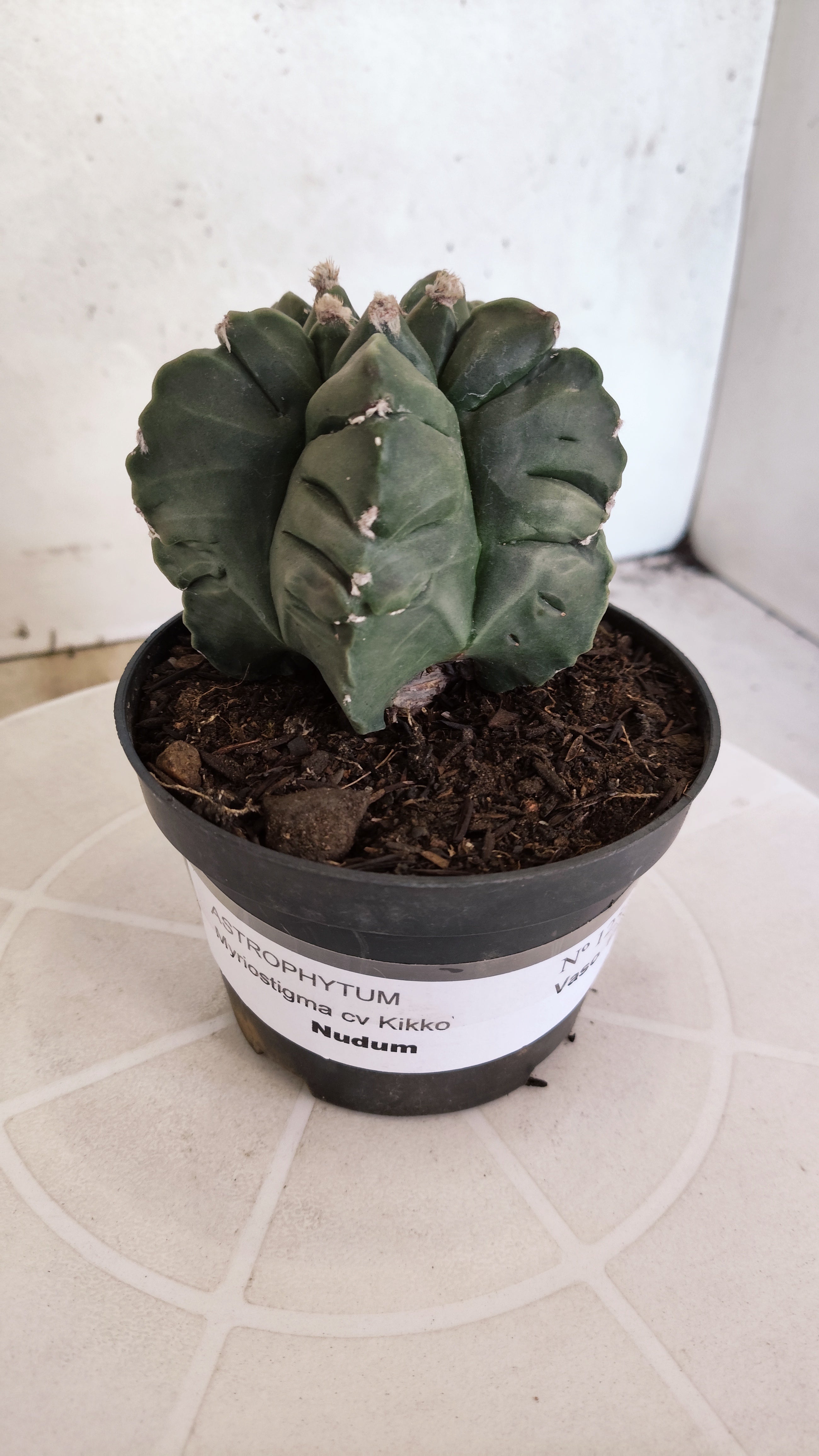 MATRIZ ASTROPHYTUM cv KIKKO  Nº 1251 – vaso 11