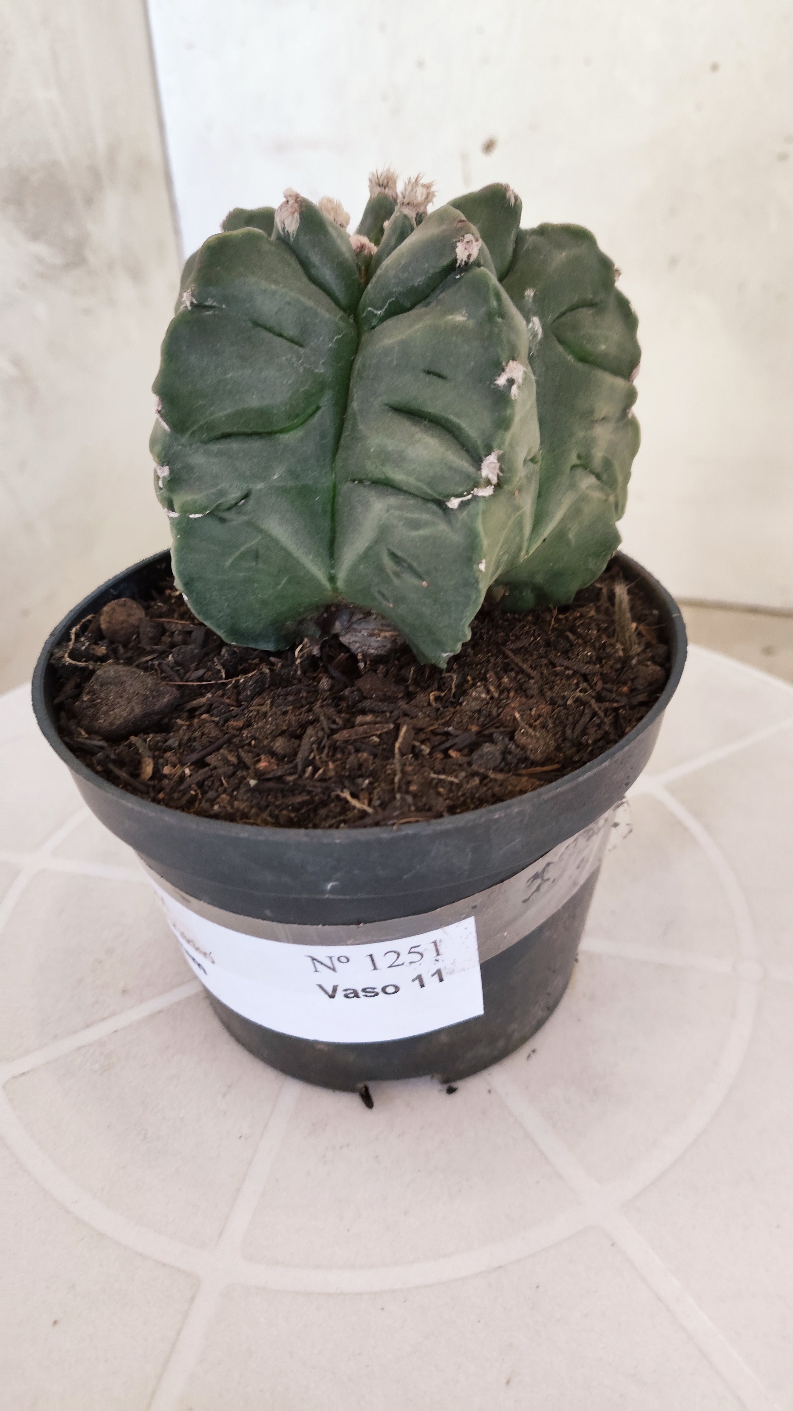 MATRIZ ASTROPHYTUM cv KIKKO  Nº 1251 – vaso 11