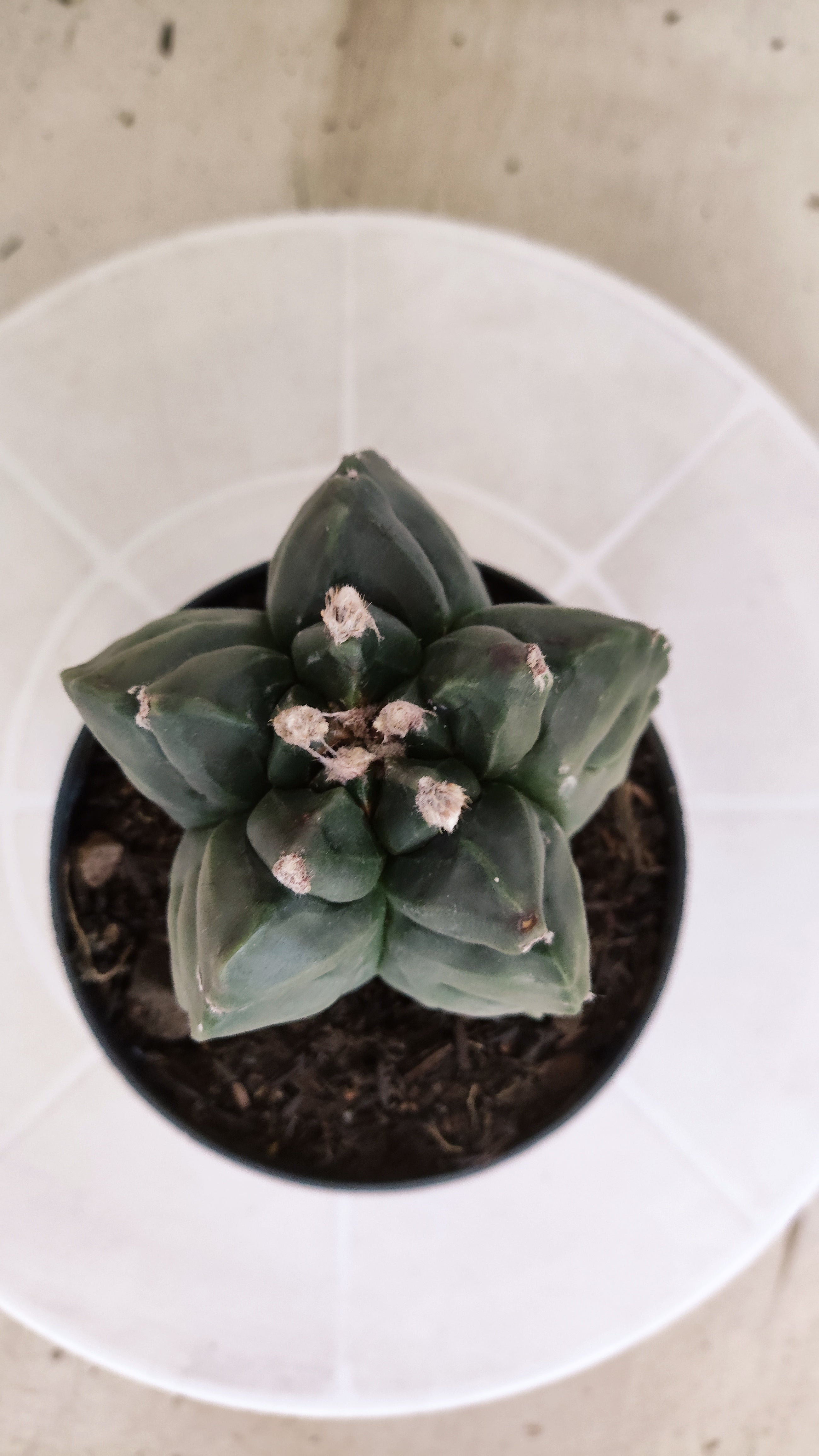 MATRIZ ASTROPHYTUM cv KIKKO  Nº 1251 – vaso 11