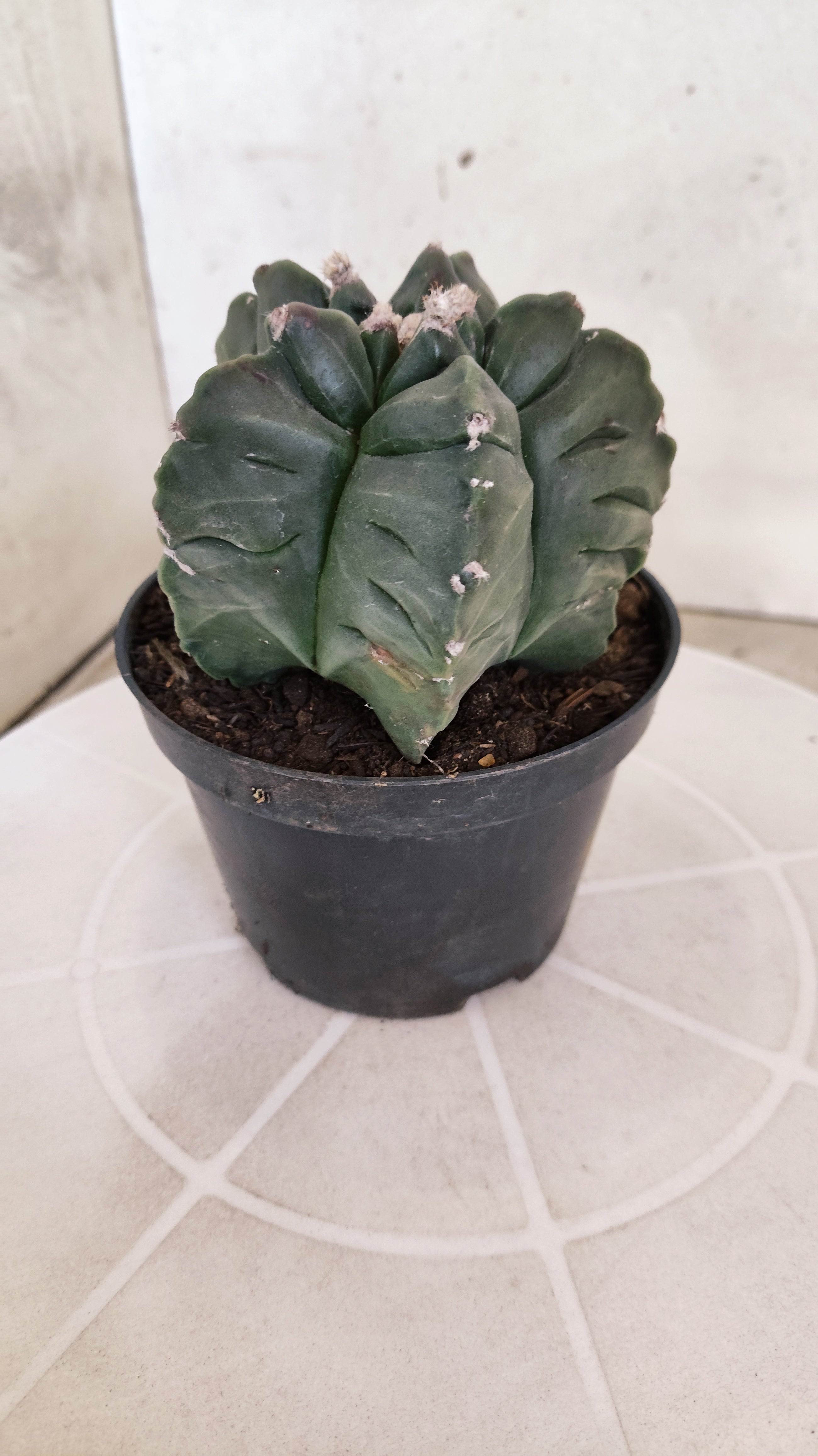 MATRIZ ASTROPHYTUM cv KIKKO  Nº 1251 – vaso 11