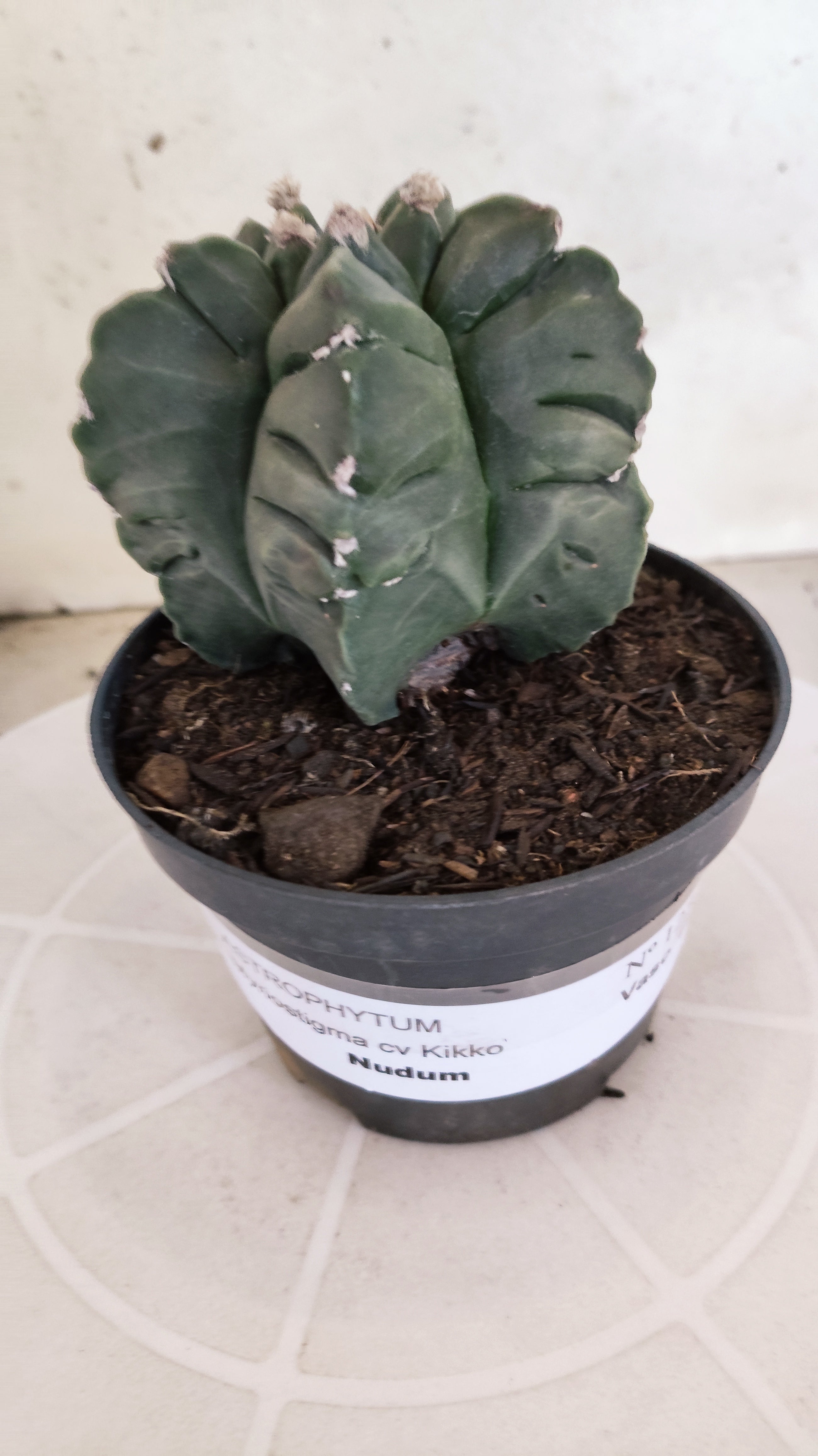 MATRIZ ASTROPHYTUM cv KIKKO  Nº 1251 – vaso 11