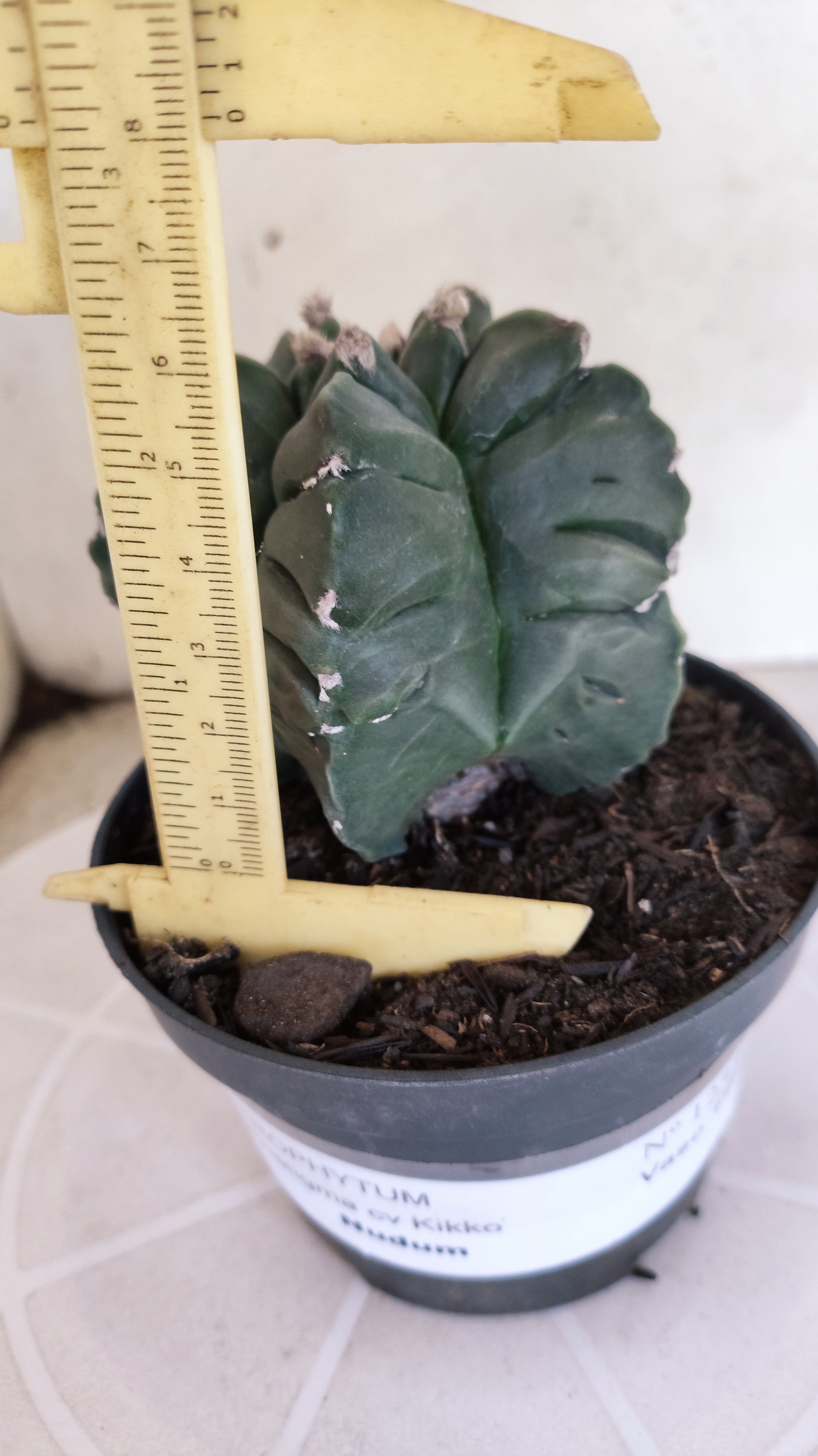 MATRIZ ASTROPHYTUM cv KIKKO  Nº 1251 – vaso 11