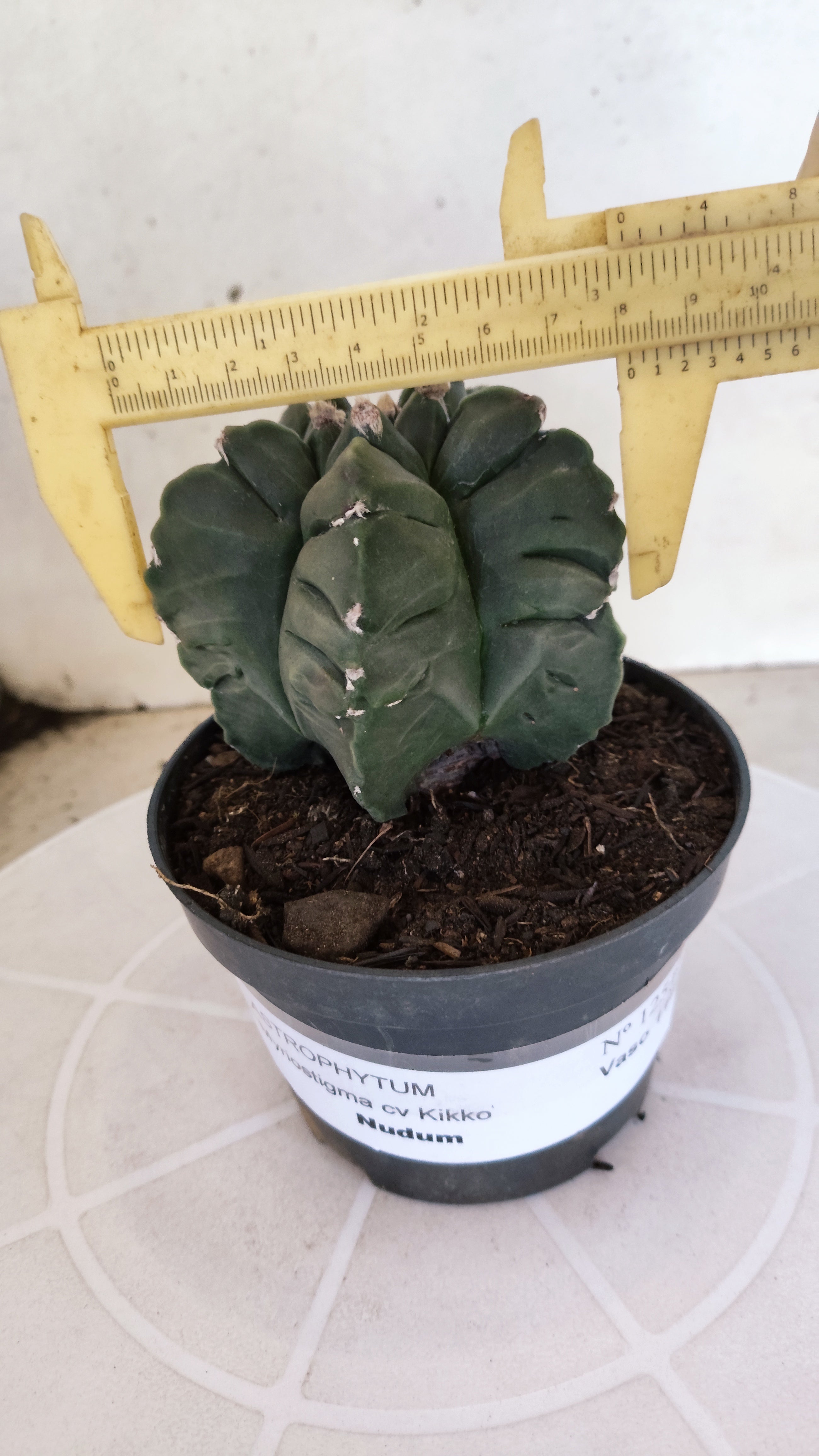 MATRIZ ASTROPHYTUM cv KIKKO  Nº 1251 – vaso 11