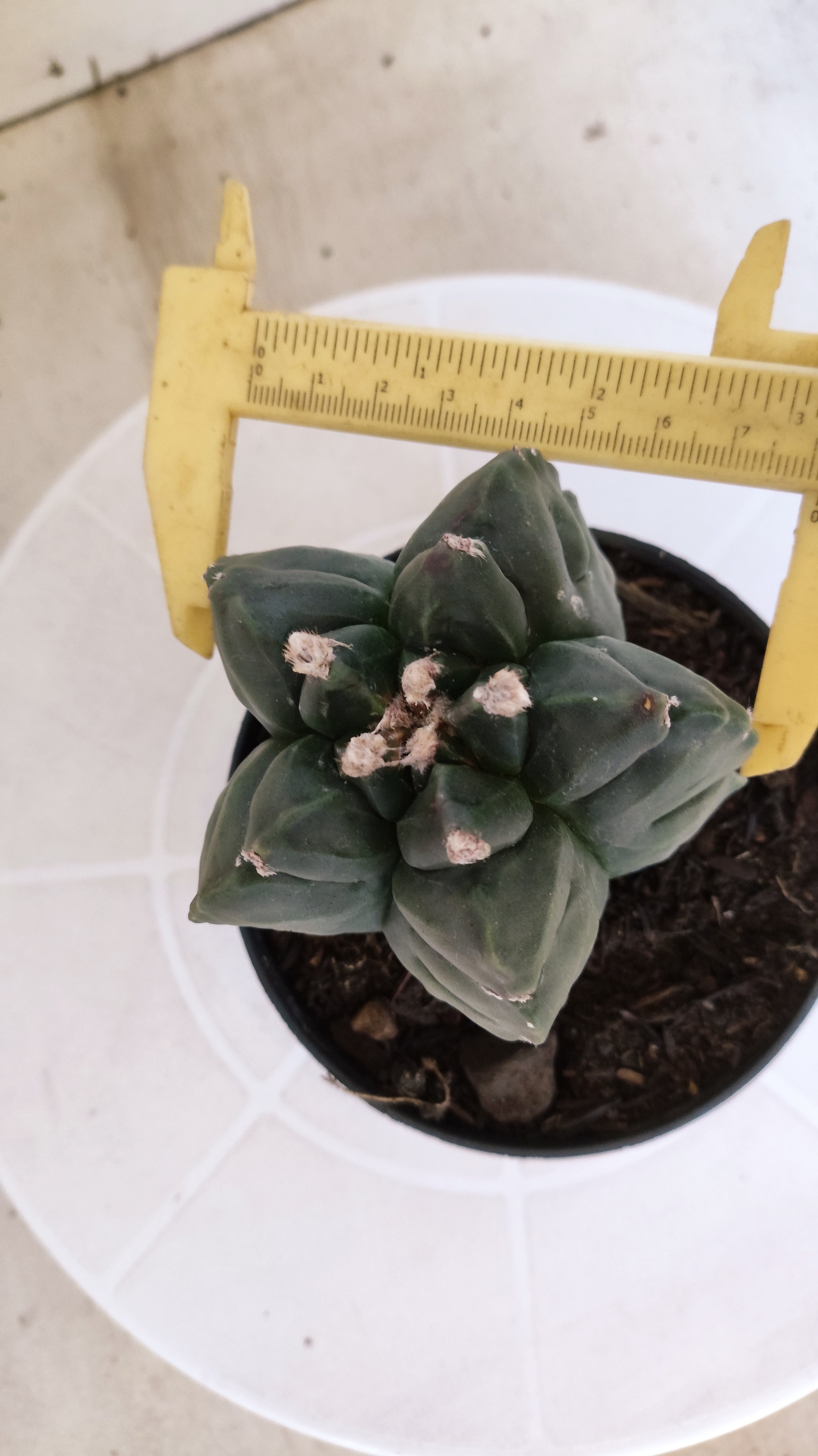 MATRIZ ASTROPHYTUM cv KIKKO  Nº 1251 – vaso 11