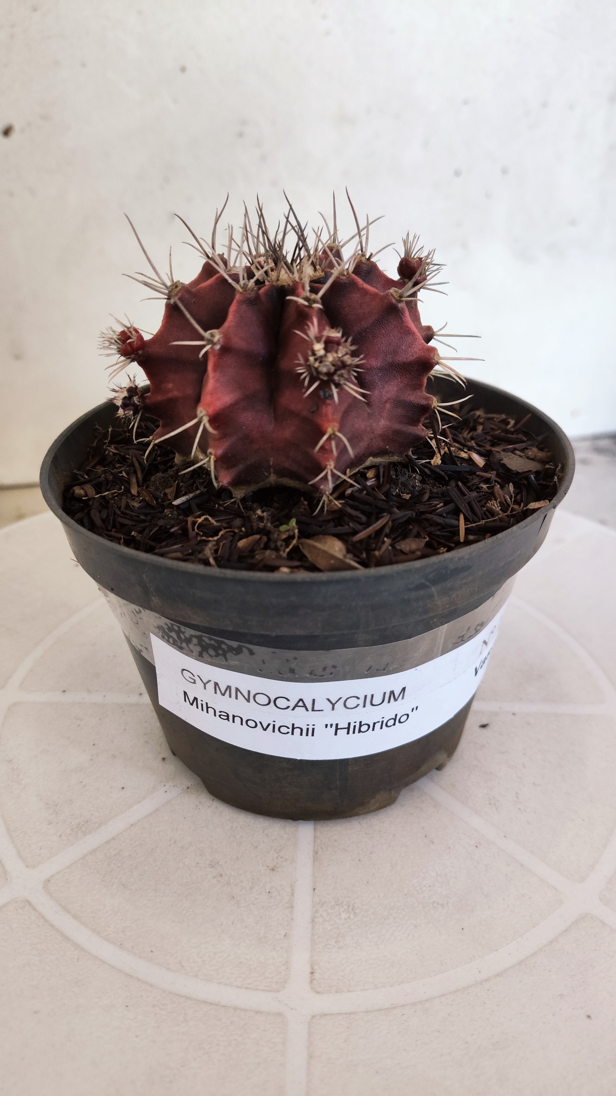 GYMNOCALYCIUM Mihanovichii "HÍBRIDO" Nº 1232 – vaso 11