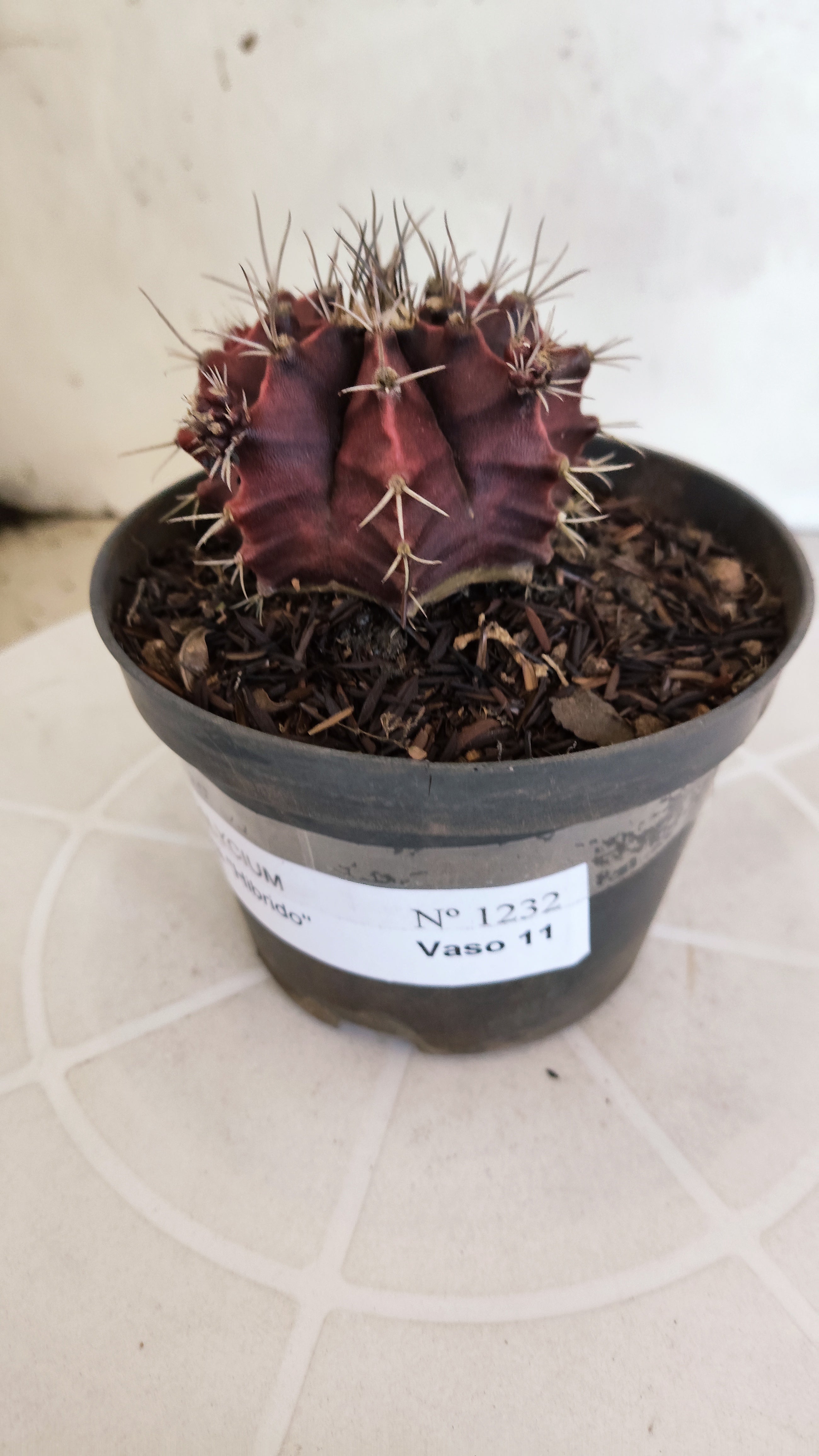 GYMNOCALYCIUM Mihanovichii "HÍBRIDO" Nº 1232 – vaso 11