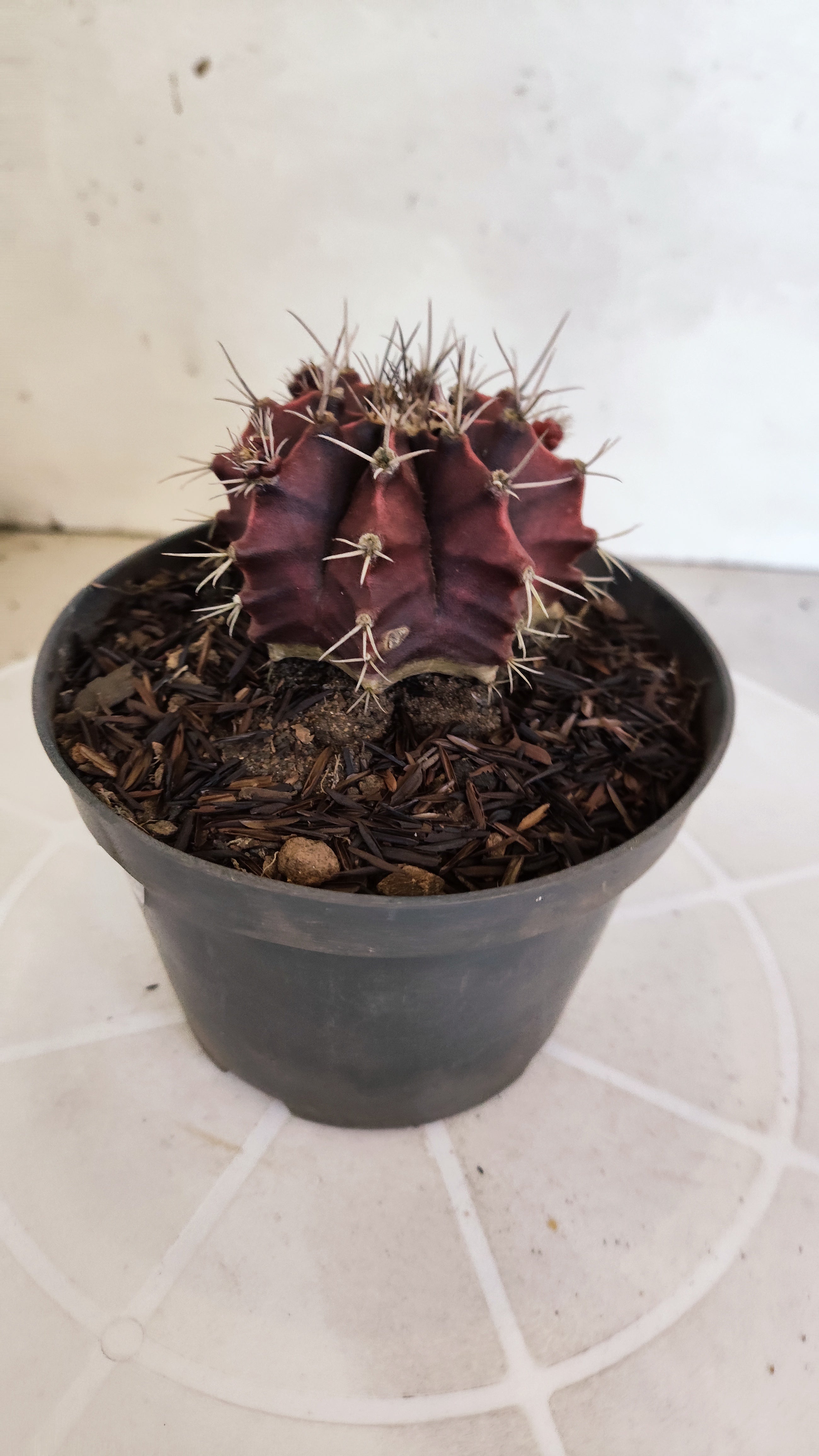 GYMNOCALYCIUM Mihanovichii "HÍBRIDO" Nº 1232 – vaso 11