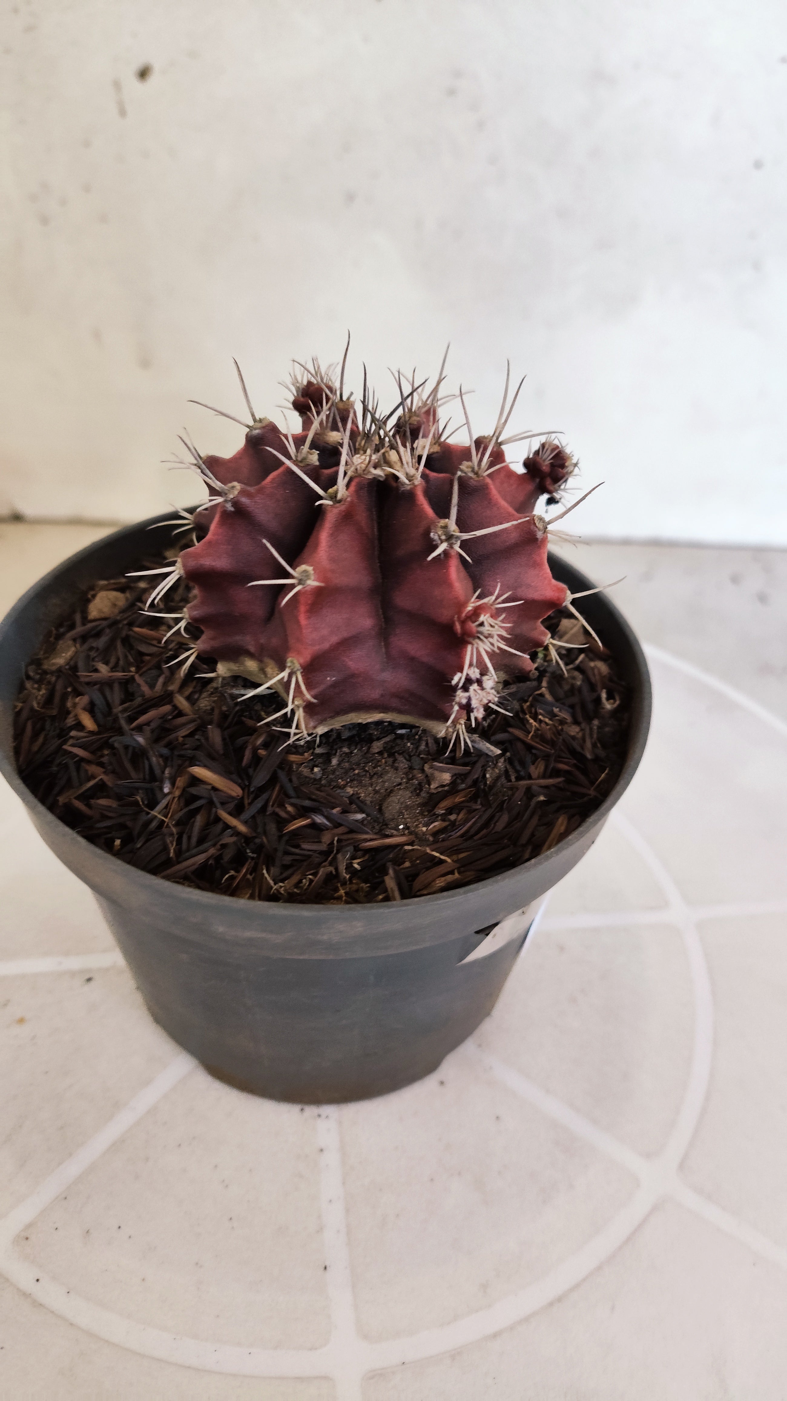 GYMNOCALYCIUM Mihanovichii "HÍBRIDO" Nº 1232 – vaso 11