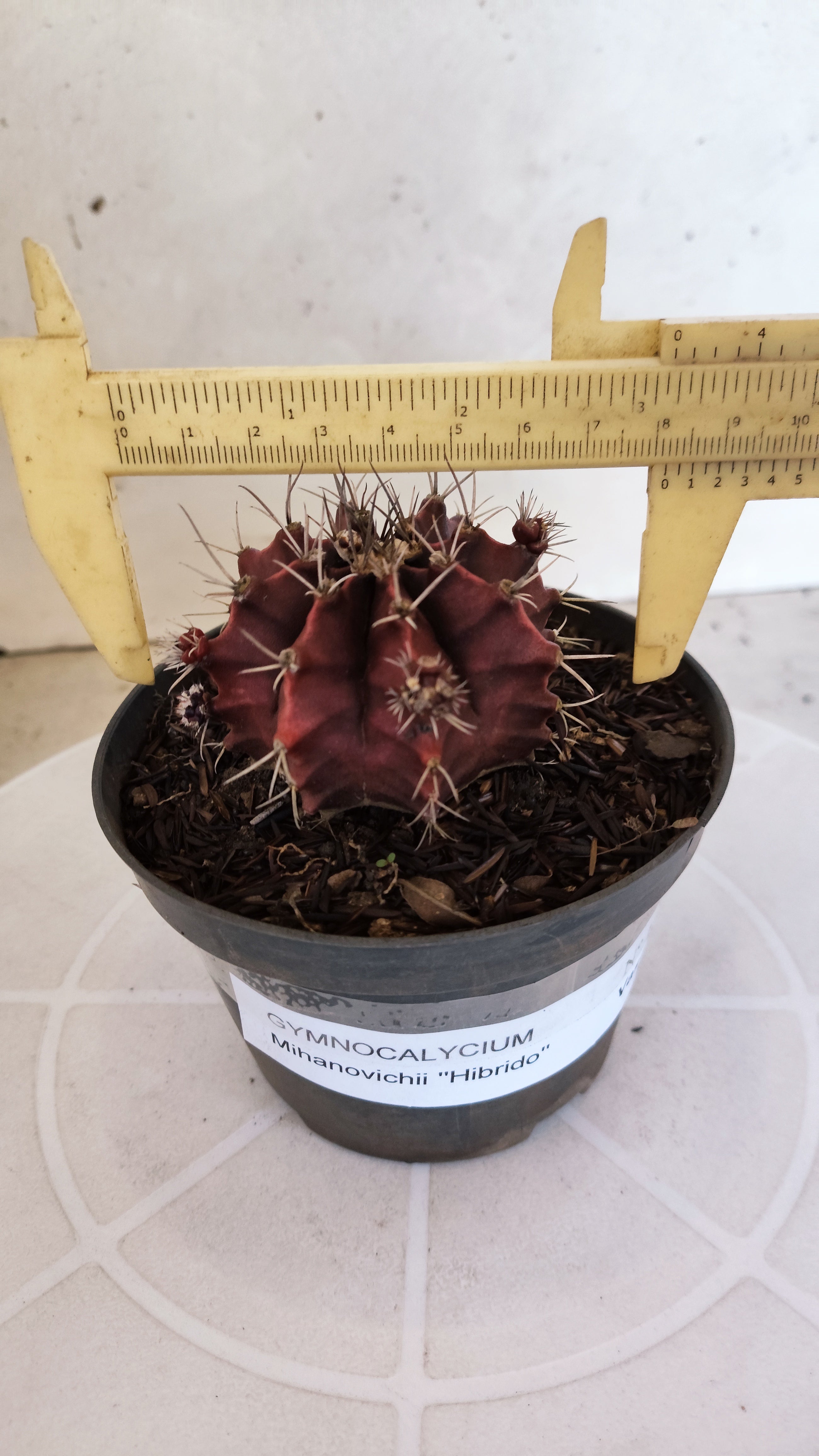 GYMNOCALYCIUM Mihanovichii "HÍBRIDO" Nº 1232 – vaso 11