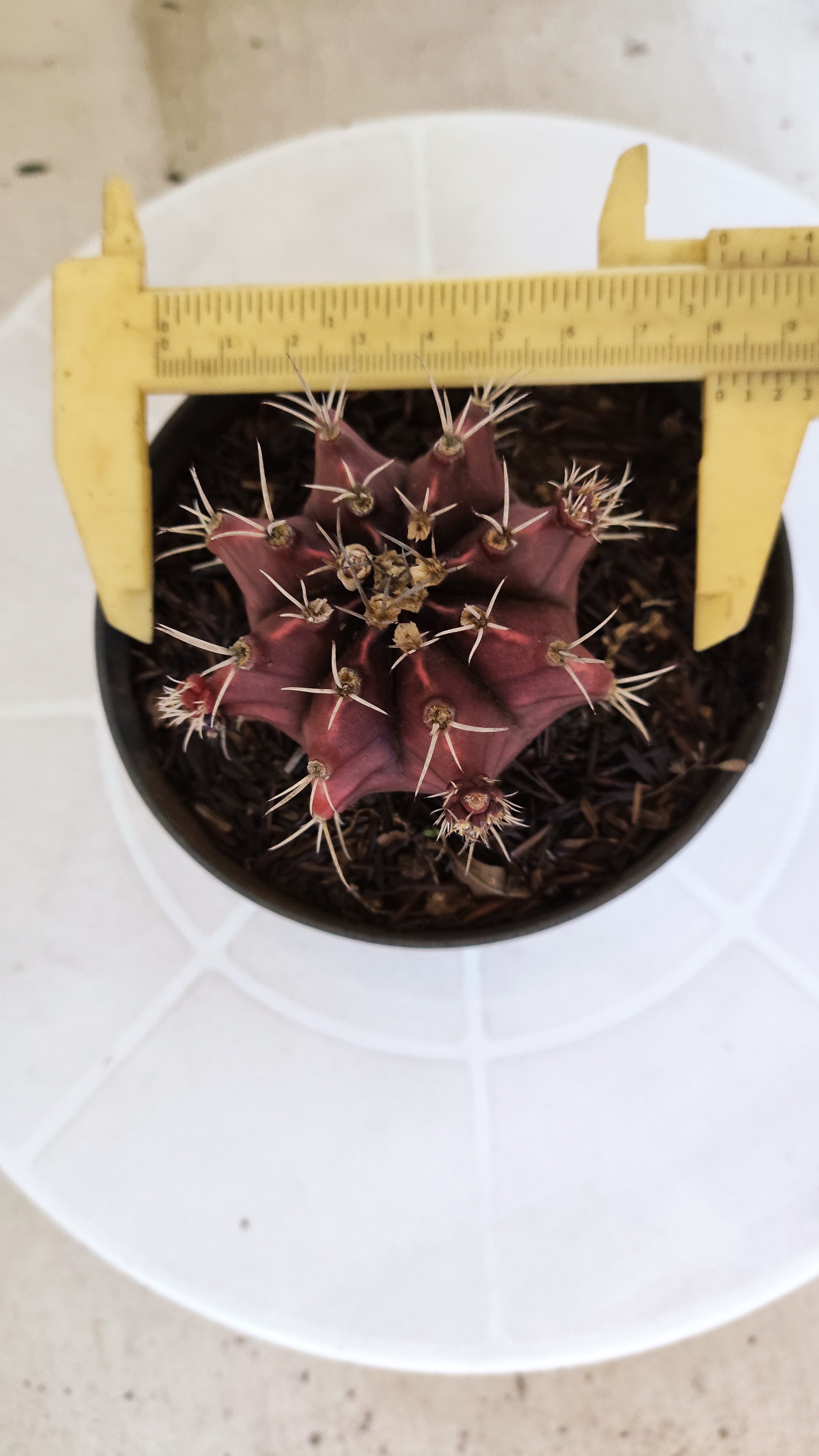 GYMNOCALYCIUM Mihanovichii "HÍBRIDO" Nº 1232 – vaso 11