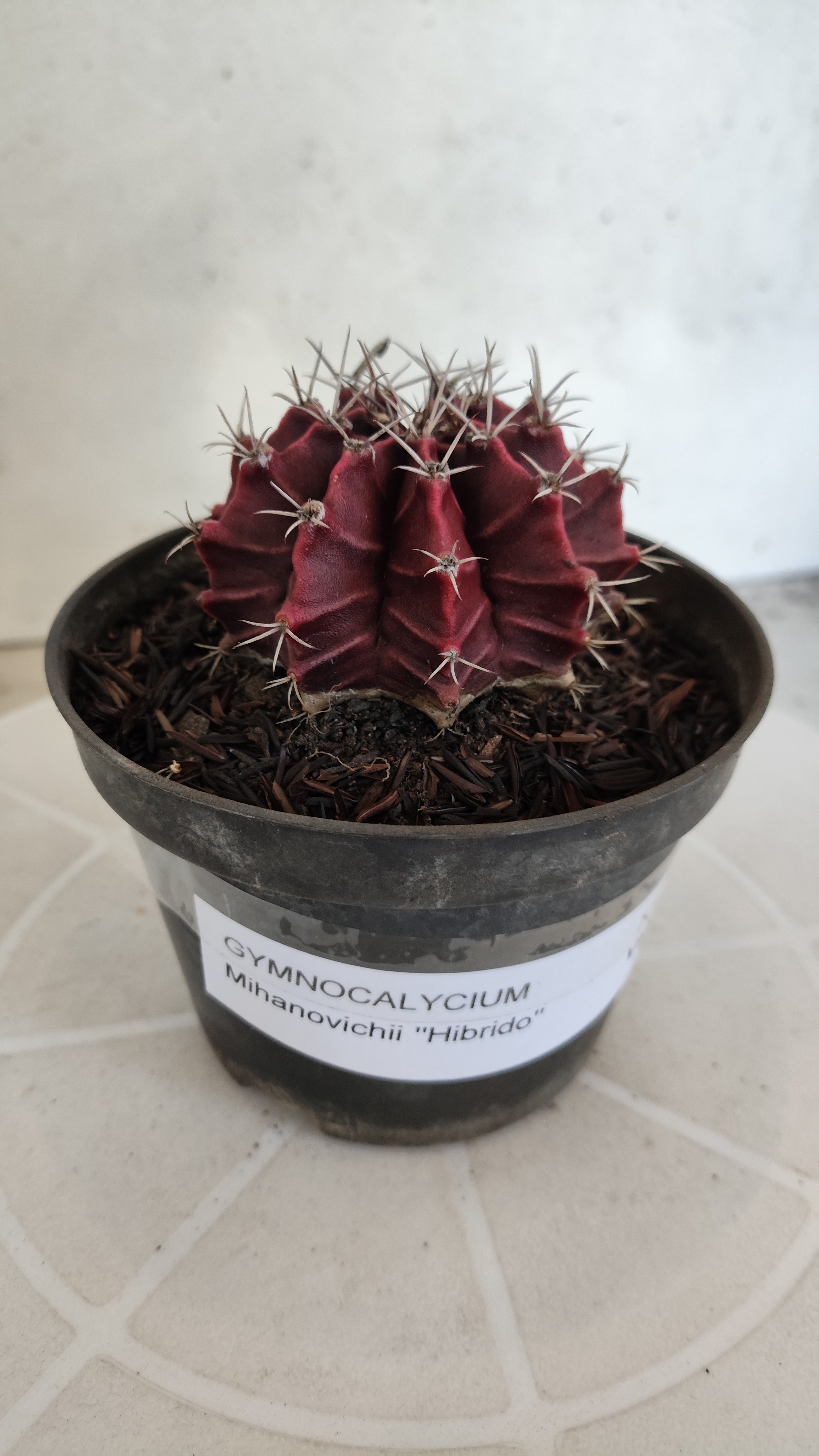 GYMNOCALYCIUM Mihanovichii "HÍBRIDO" Nº 1233 – vaso 11