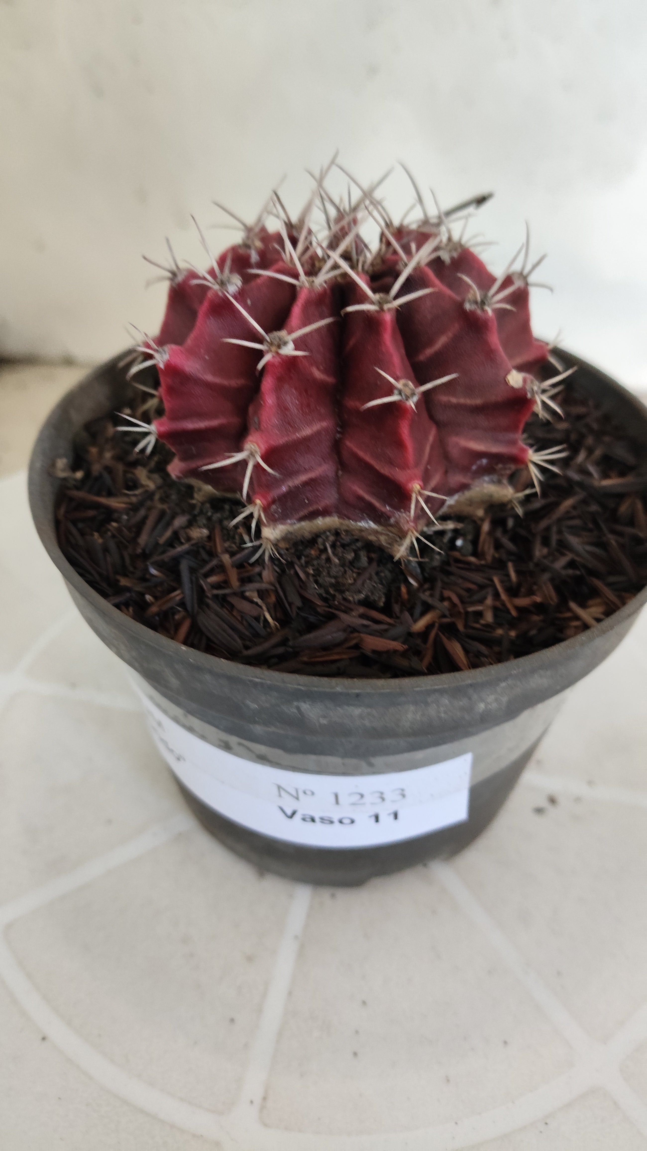 GYMNOCALYCIUM Mihanovichii "HÍBRIDO" Nº 1233 – vaso 11