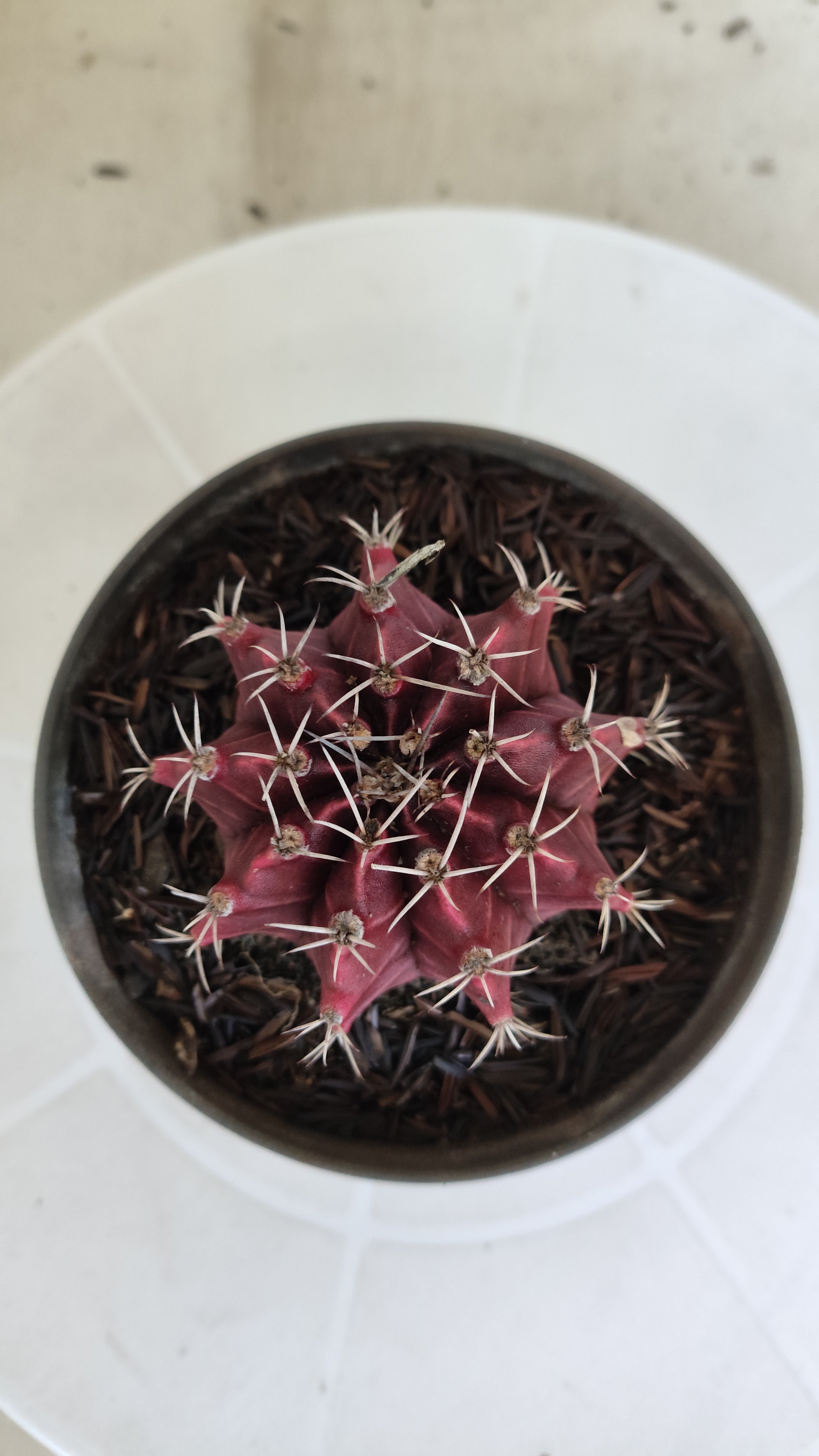 GYMNOCALYCIUM Mihanovichii "HÍBRIDO" Nº 1233 – vaso 11