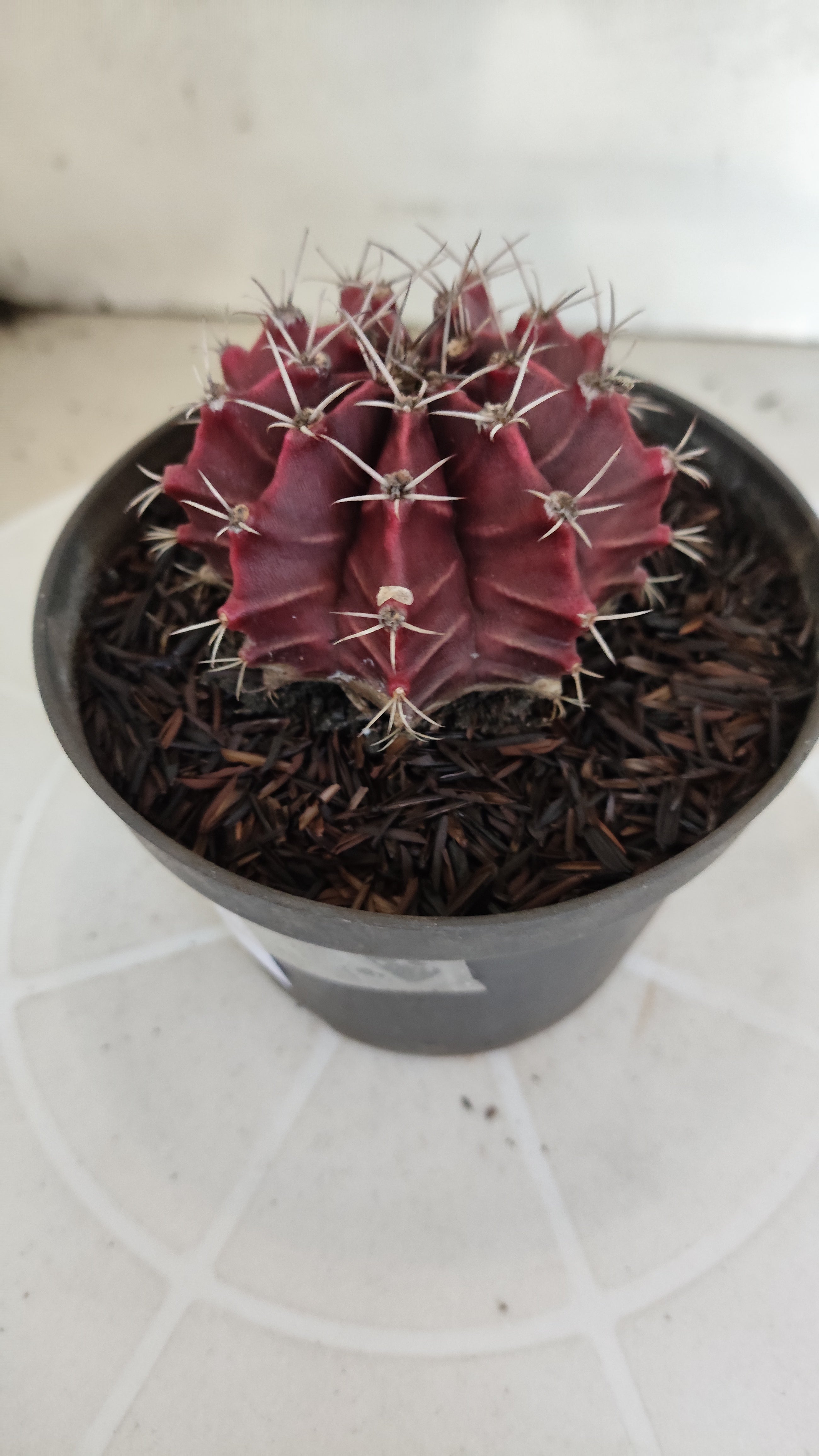 GYMNOCALYCIUM Mihanovichii "HÍBRIDO" Nº 1233 – vaso 11