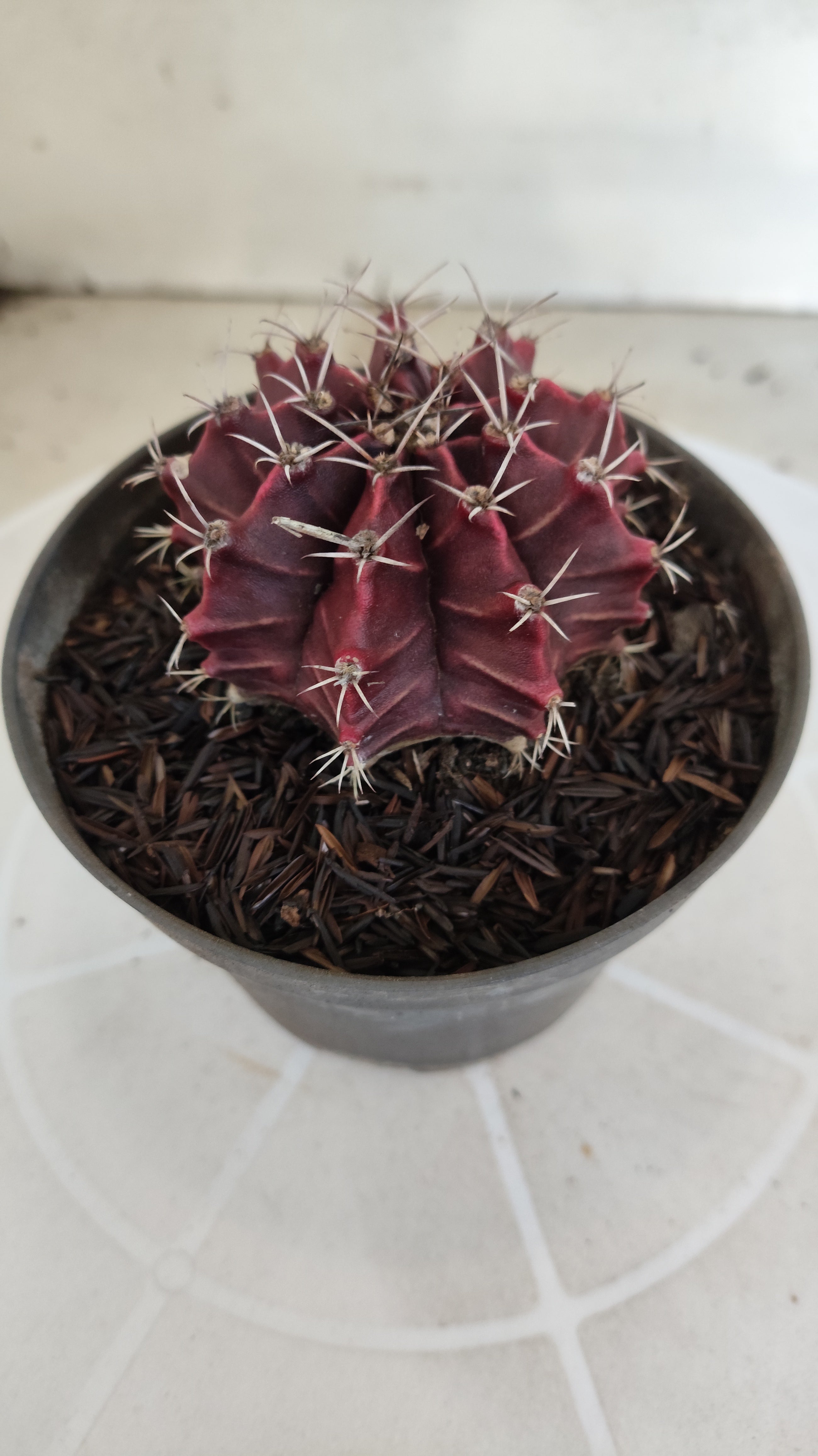 GYMNOCALYCIUM Mihanovichii "HÍBRIDO" Nº 1233 – vaso 11