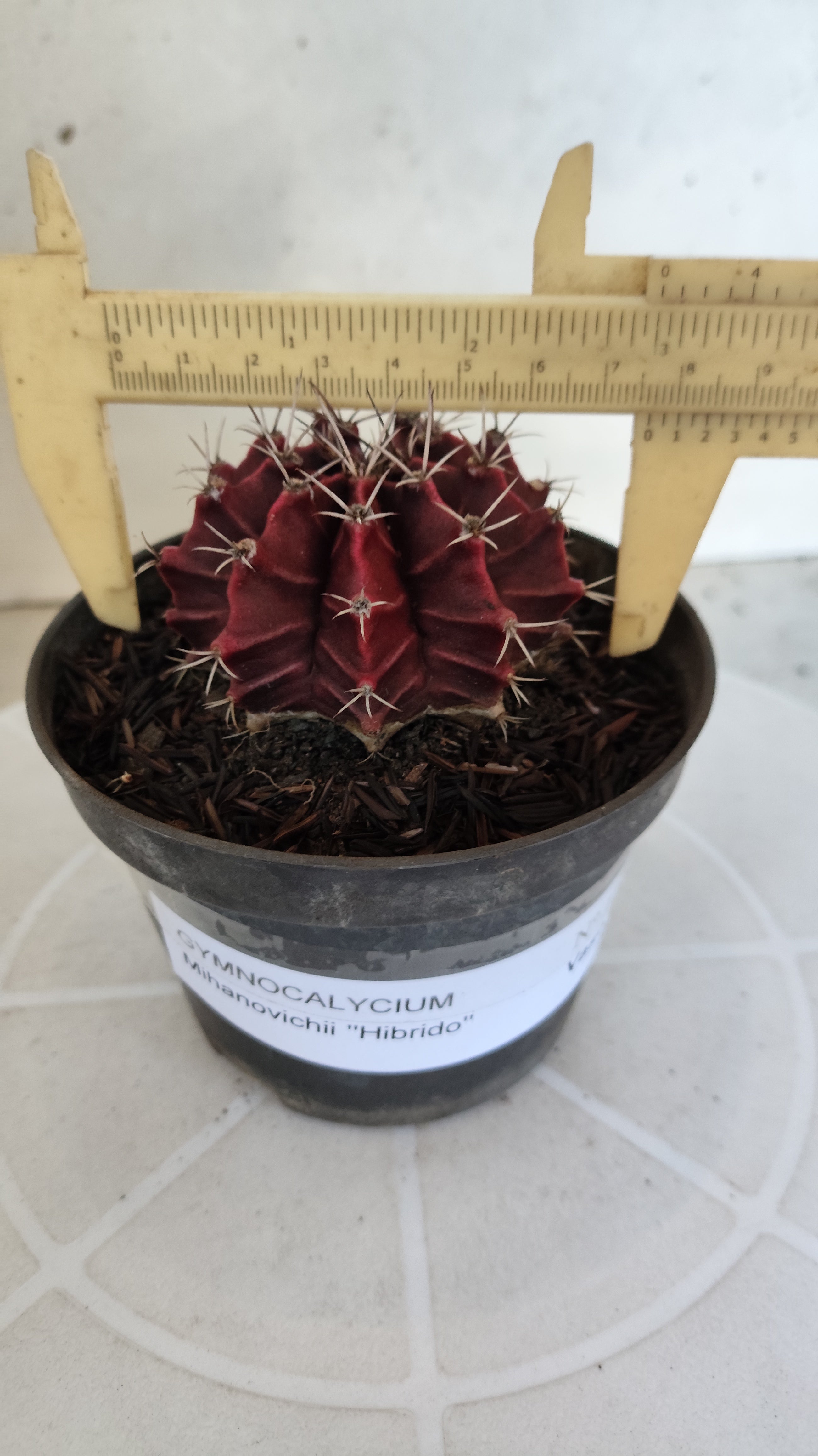 GYMNOCALYCIUM Mihanovichii "HÍBRIDO" Nº 1233 – vaso 11