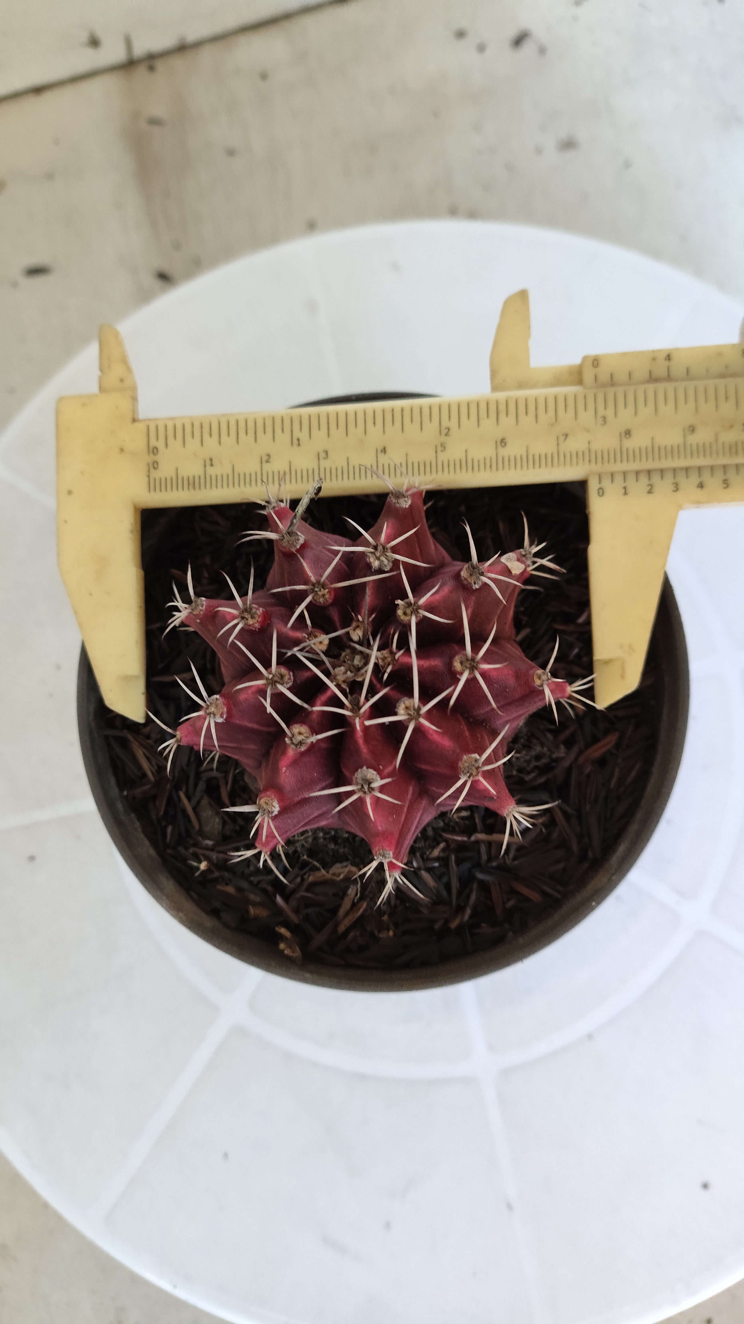 GYMNOCALYCIUM Mihanovichii "HÍBRIDO" Nº 1233 – vaso 11