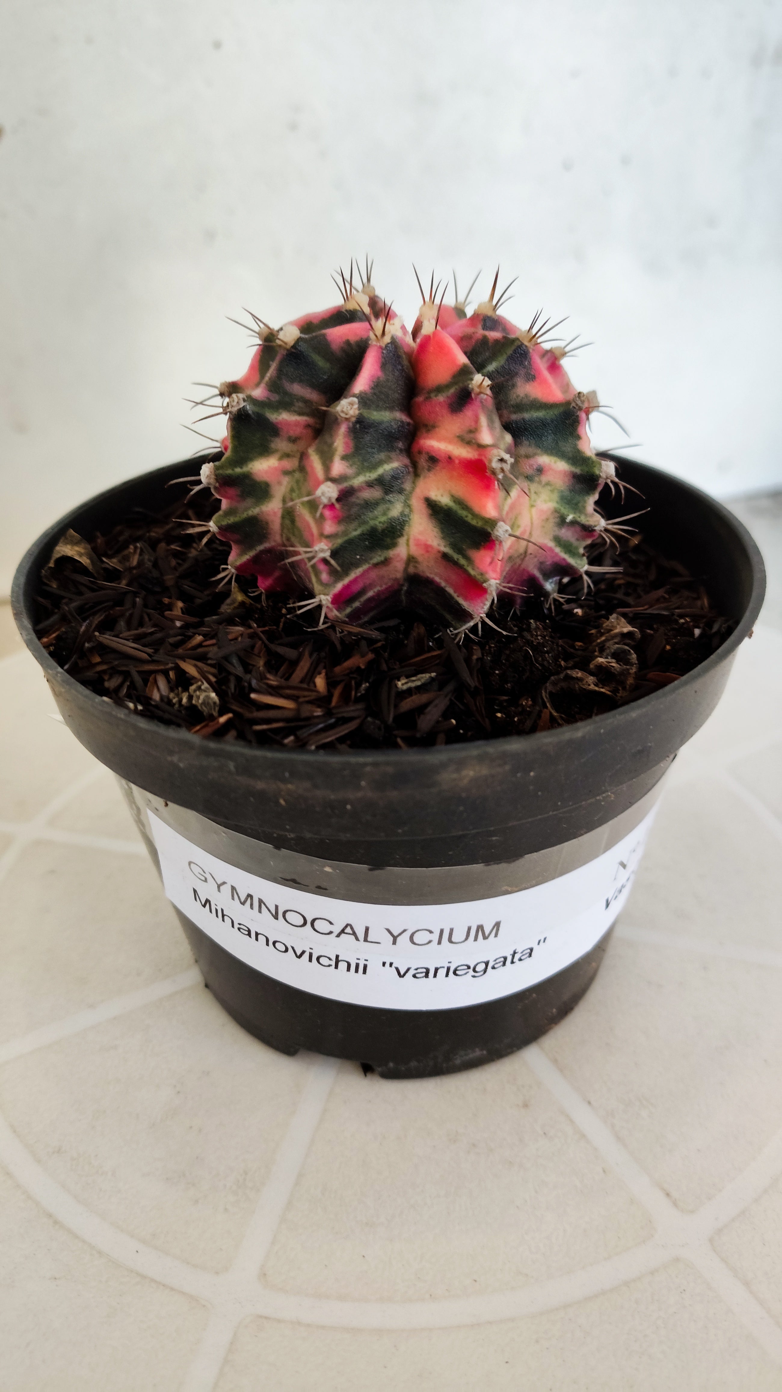 GYMNOCALYCIUM Mihanovichii "Variegata" Nº 1230 – vaso 11