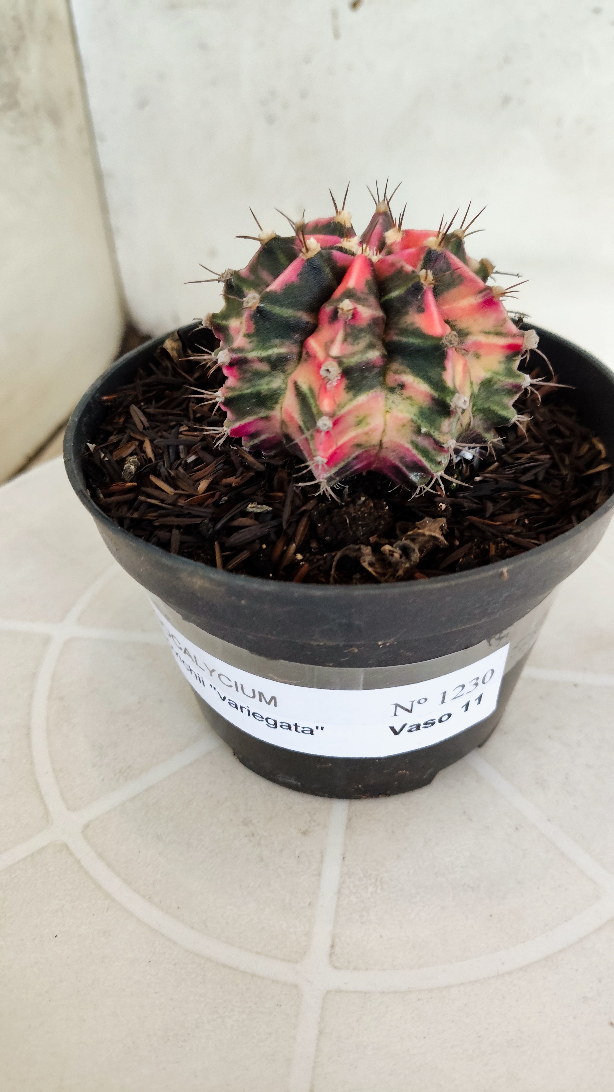 GYMNOCALYCIUM Mihanovichii "Variegata" Nº 1230 – vaso 11