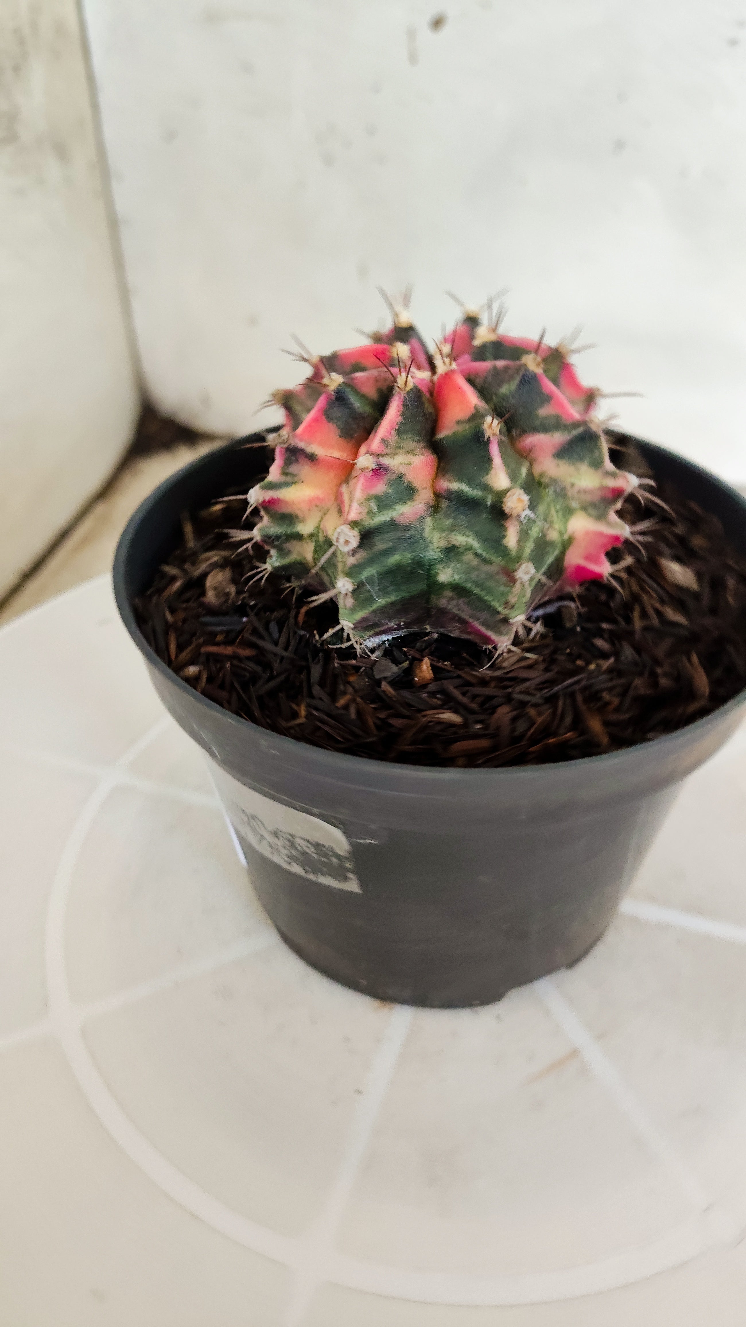 GYMNOCALYCIUM Mihanovichii "Variegata" Nº 1230 – vaso 11