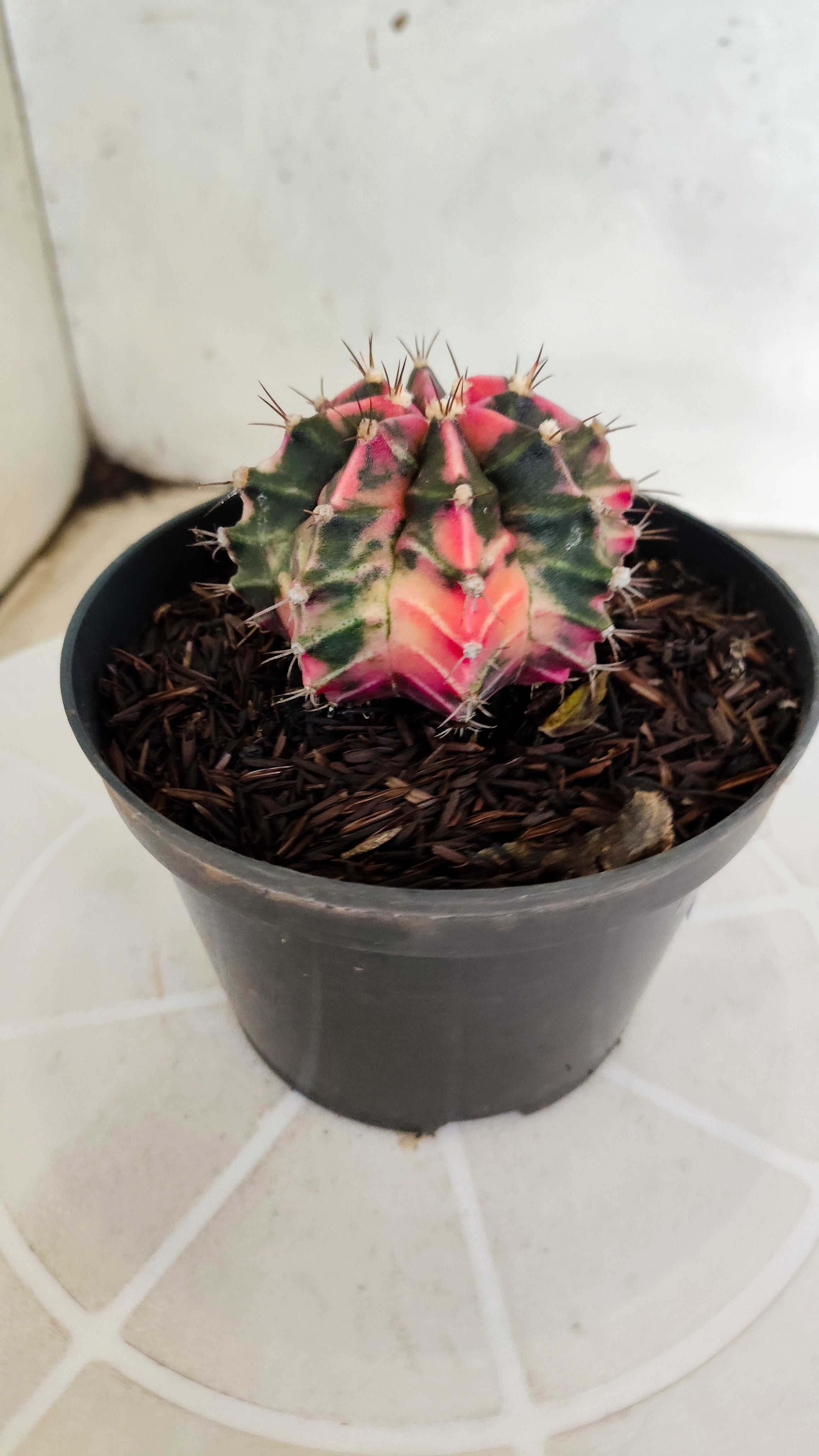 GYMNOCALYCIUM Mihanovichii "Variegata" Nº 1230 – vaso 11