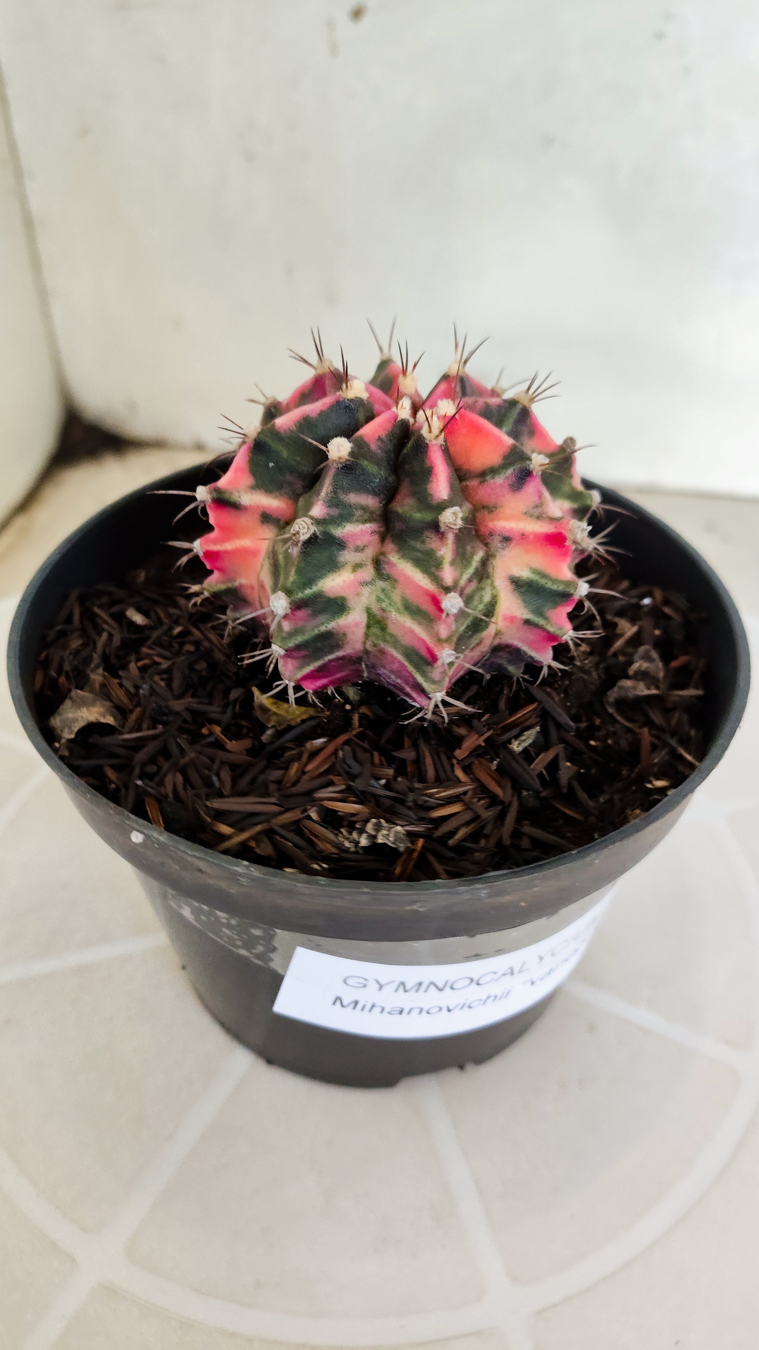 GYMNOCALYCIUM Mihanovichii "Variegata" Nº 1230 – vaso 11