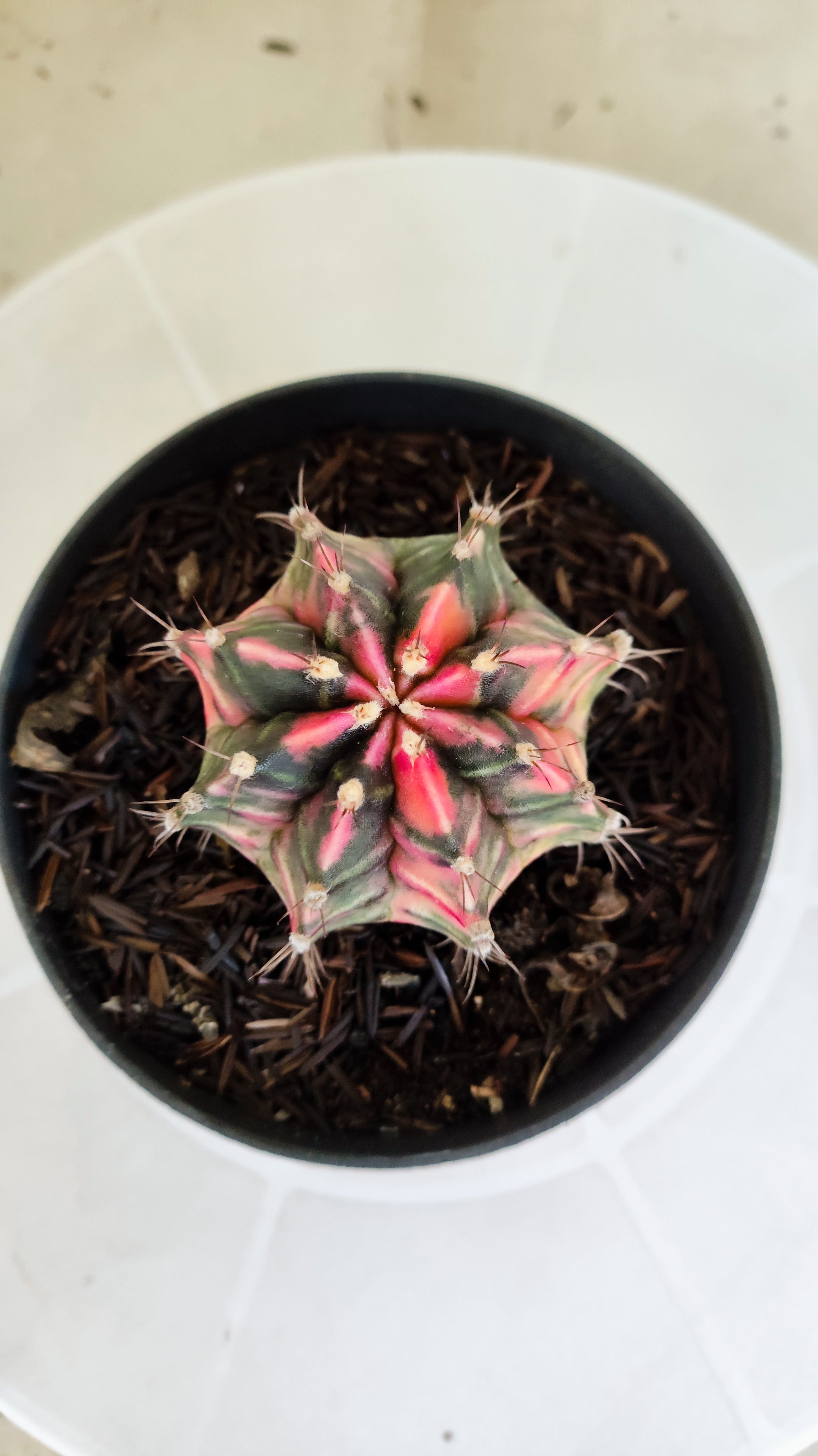 GYMNOCALYCIUM Mihanovichii "Variegata" Nº 1230 – vaso 11