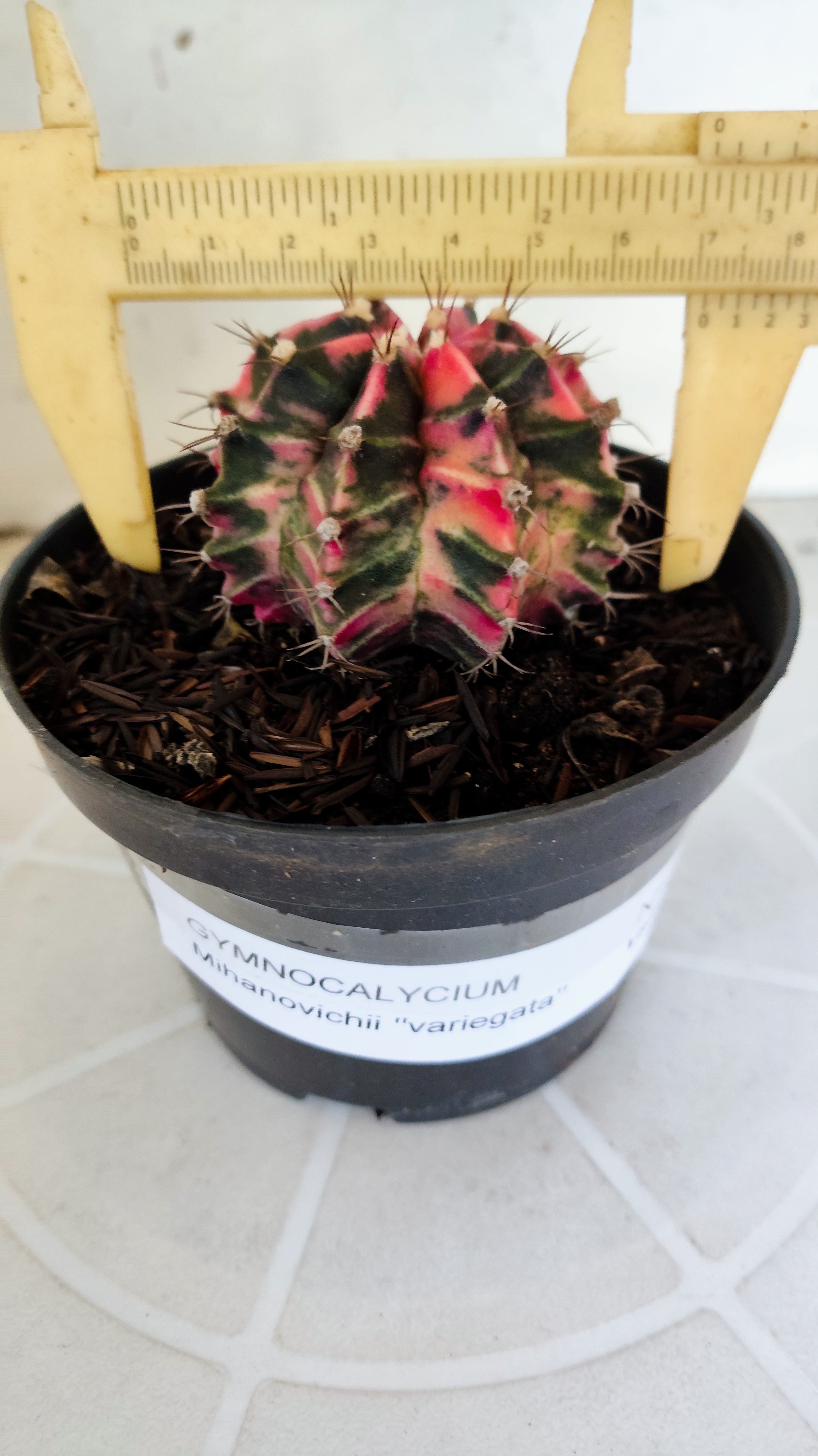 GYMNOCALYCIUM Mihanovichii "Variegata" Nº 1230 – vaso 11