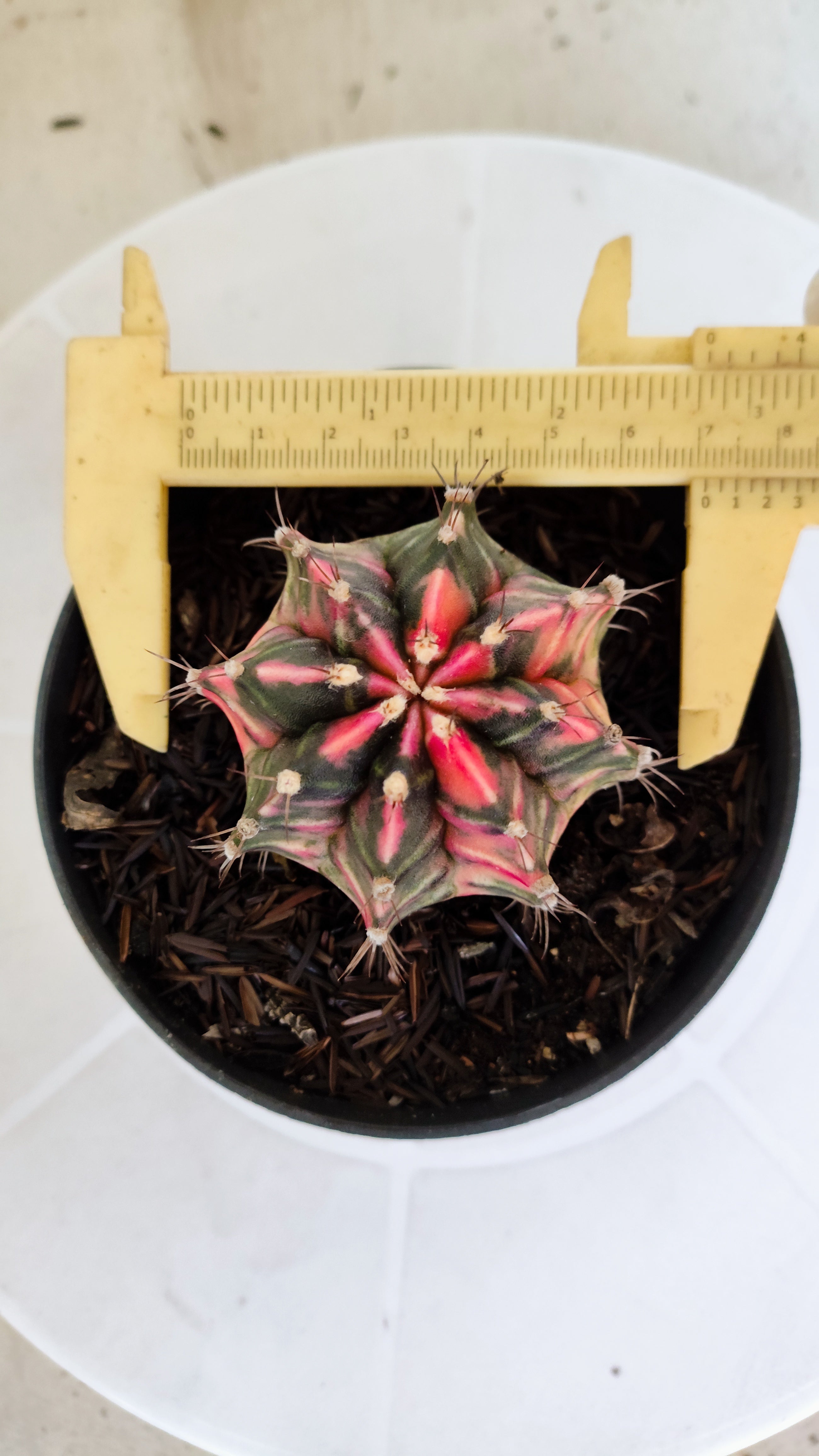 GYMNOCALYCIUM Mihanovichii "Variegata" Nº 1230 – vaso 11