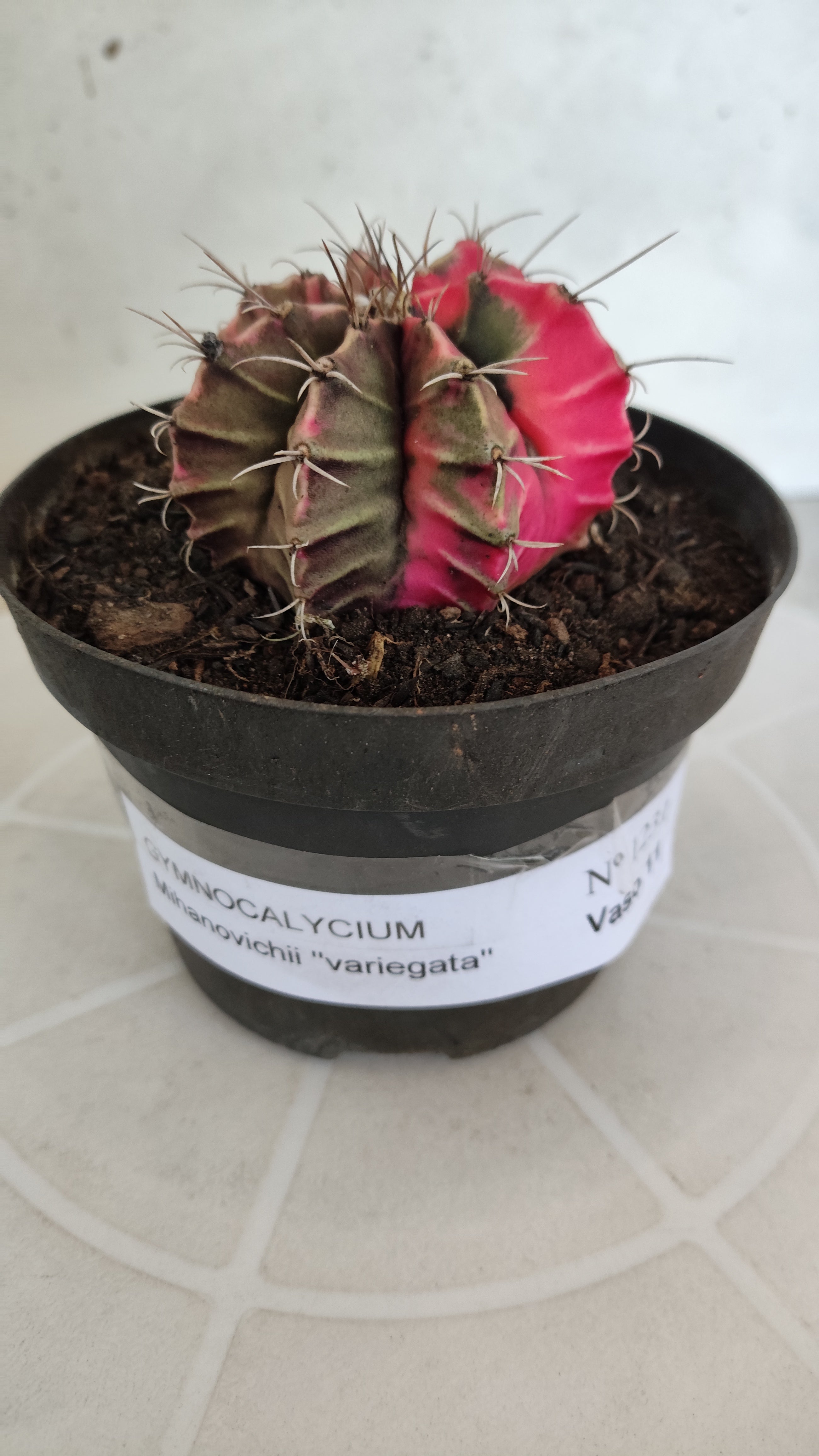 GYMNOCALYCIUM Mihanovichii "Variegata" Nº 1231 – vaso 11