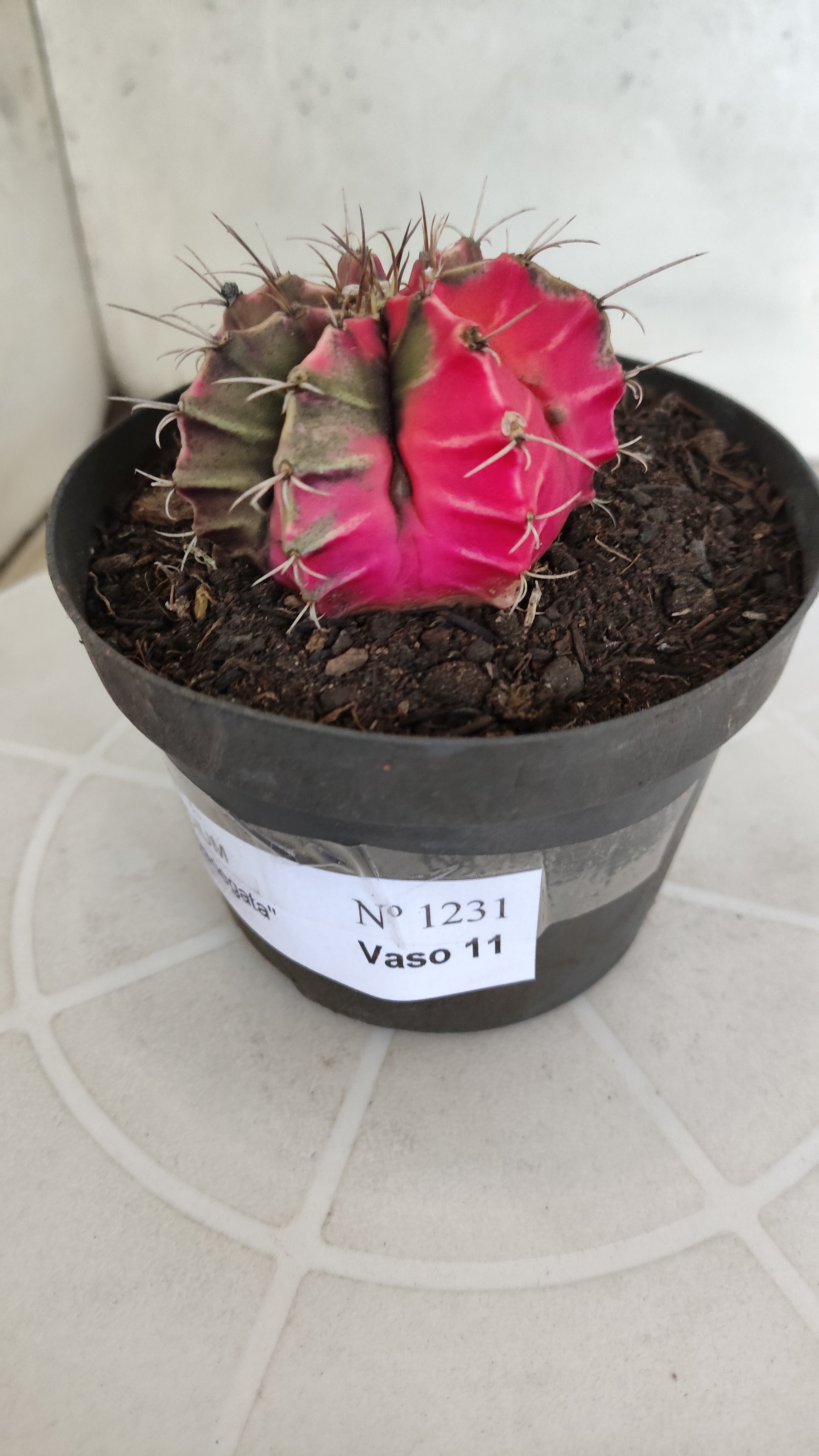 GYMNOCALYCIUM Mihanovichii "Variegata" Nº 1231 – vaso 11