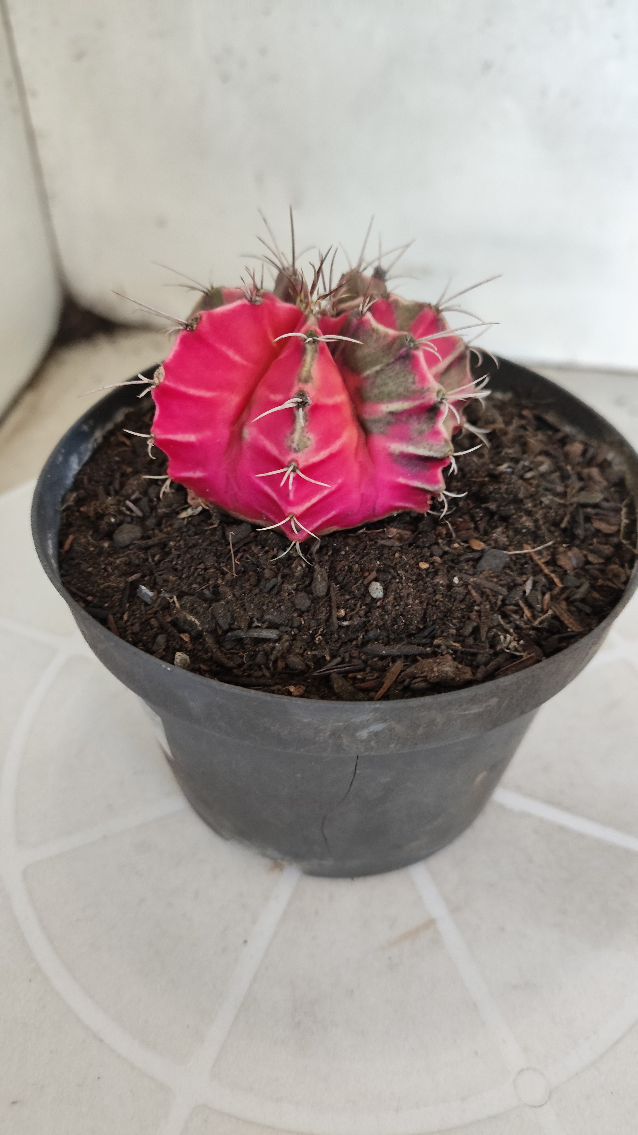 GYMNOCALYCIUM Mihanovichii "Variegata" Nº 1231 – vaso 11