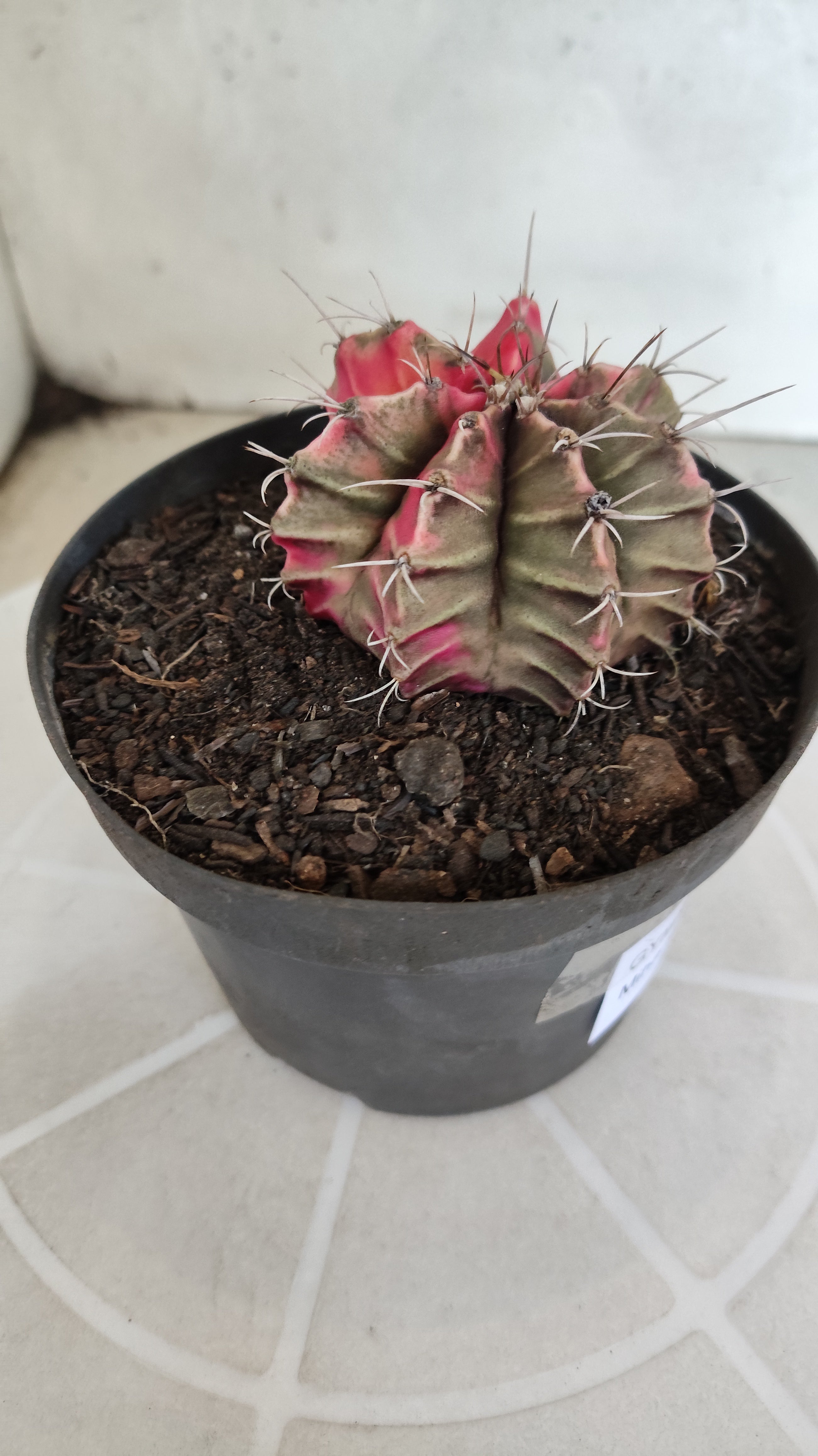 GYMNOCALYCIUM Mihanovichii "Variegata" Nº 1231 – vaso 11