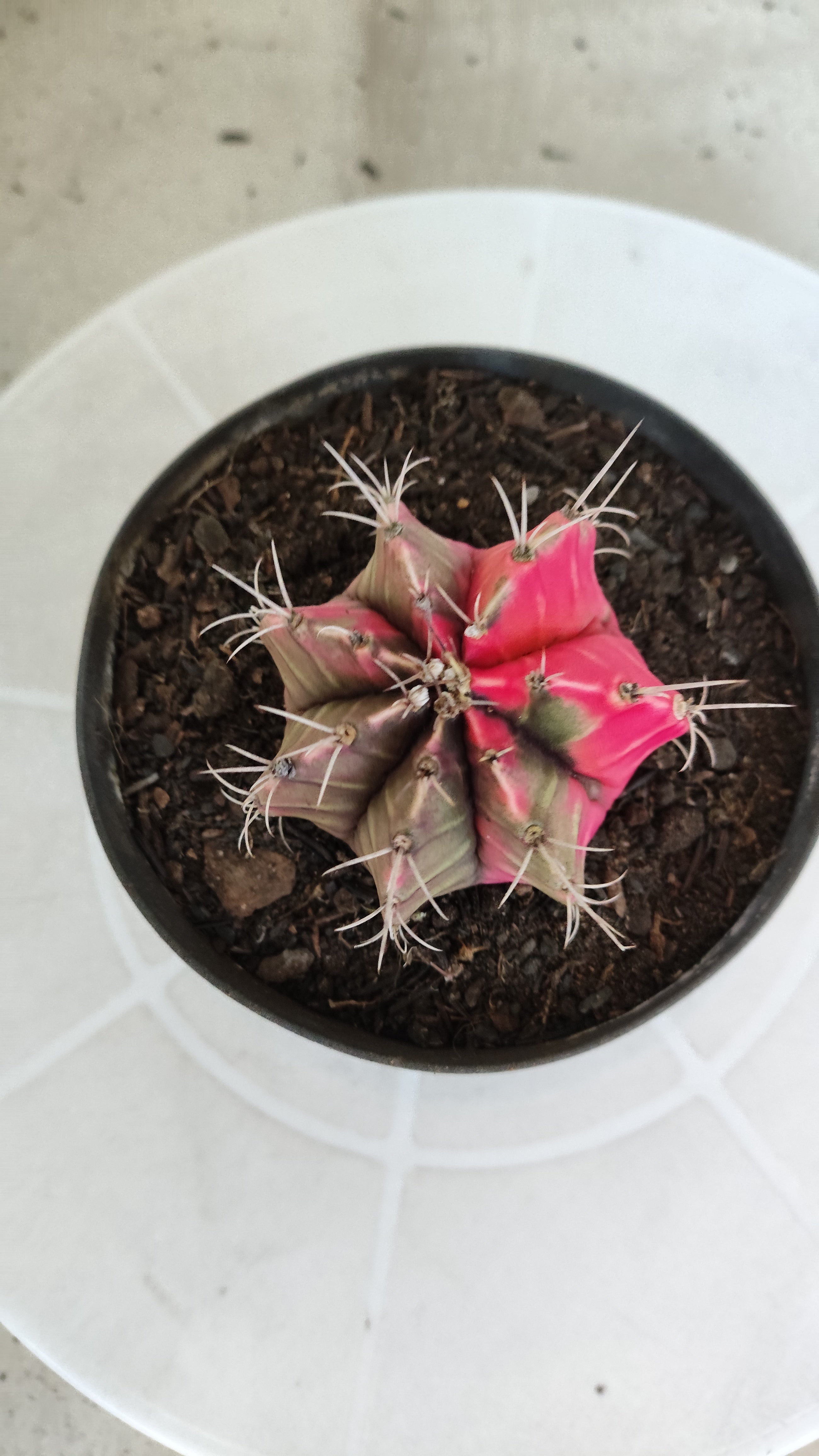 GYMNOCALYCIUM Mihanovichii "Variegata" Nº 1231 – vaso 11