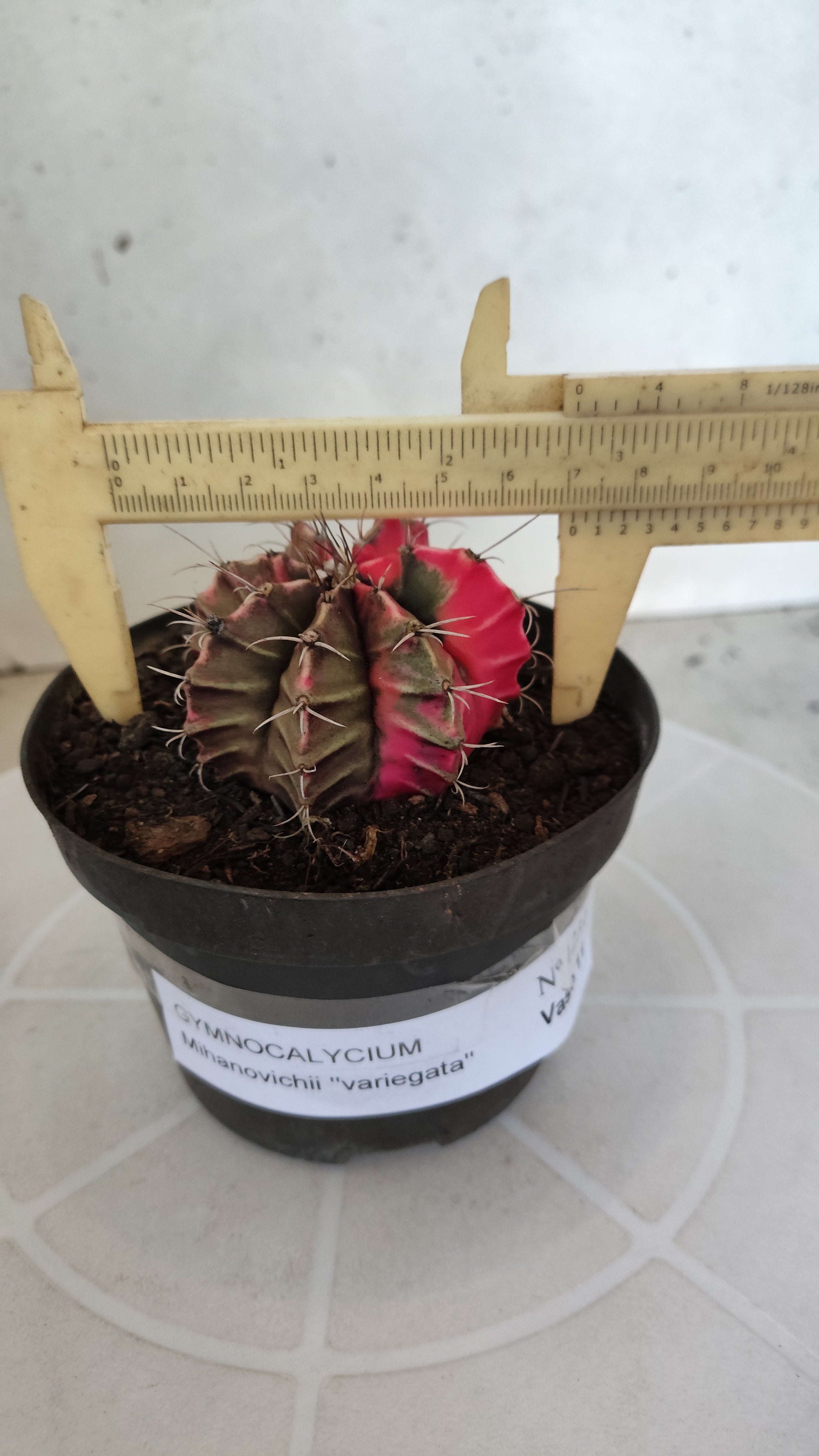 GYMNOCALYCIUM Mihanovichii "Variegata" Nº 1231 – vaso 11