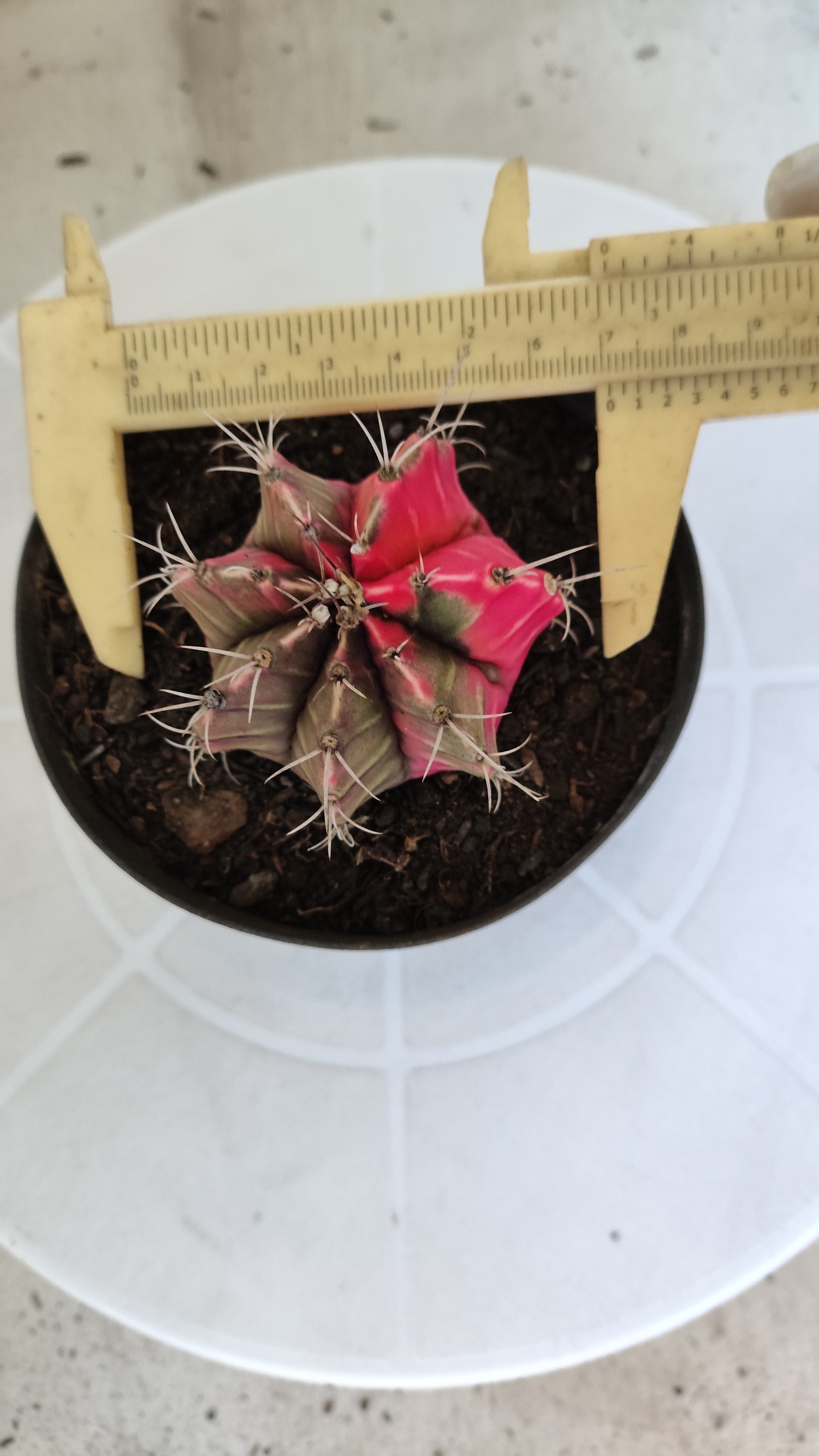 GYMNOCALYCIUM Mihanovichii "Variegata" Nº 1231 – vaso 11