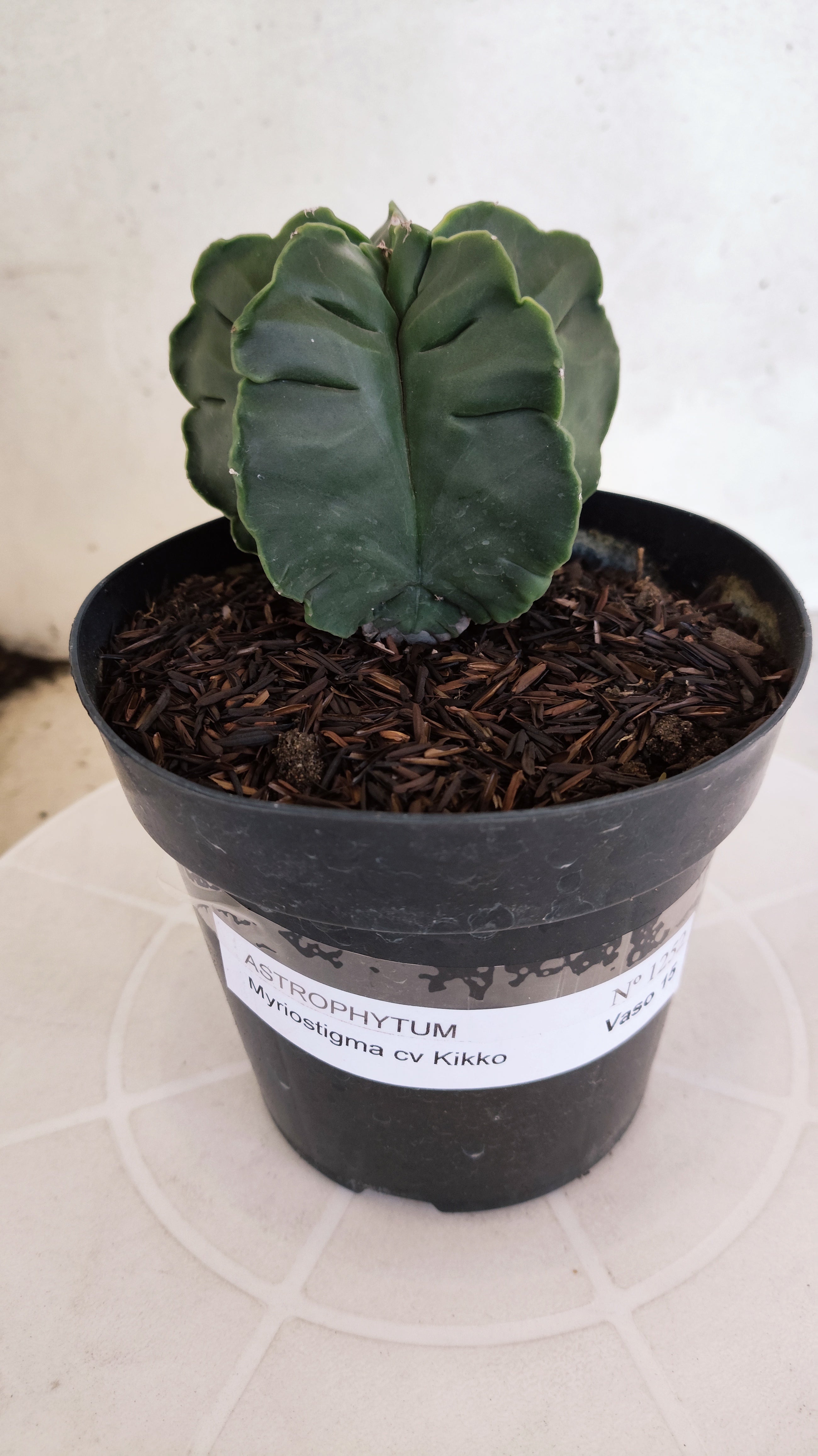 MATRIZ ASTROPHYTUM cv KIKKO  Nº 1252 – vaso 15