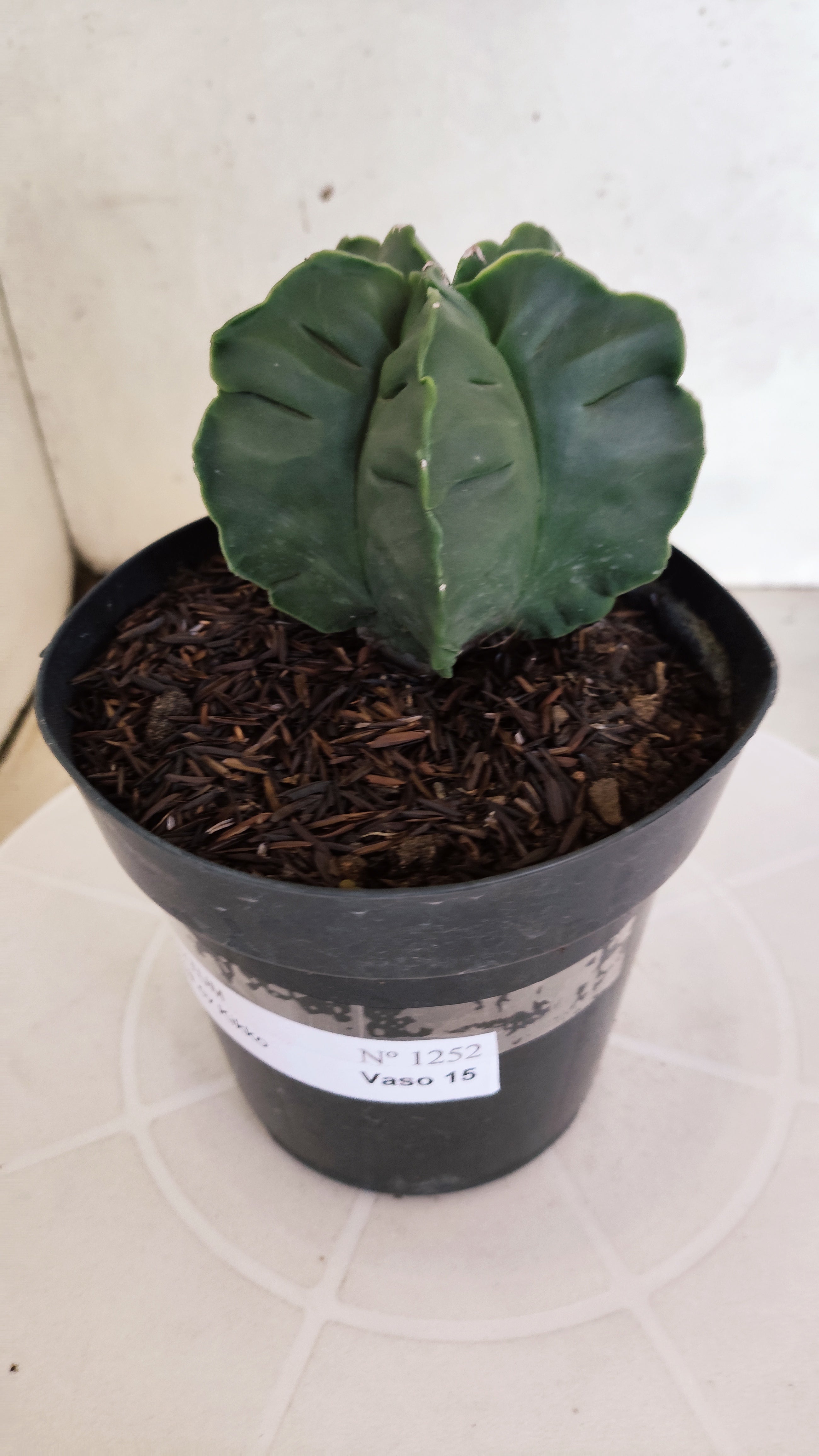 MATRIZ ASTROPHYTUM cv KIKKO  Nº 1252 – vaso 15