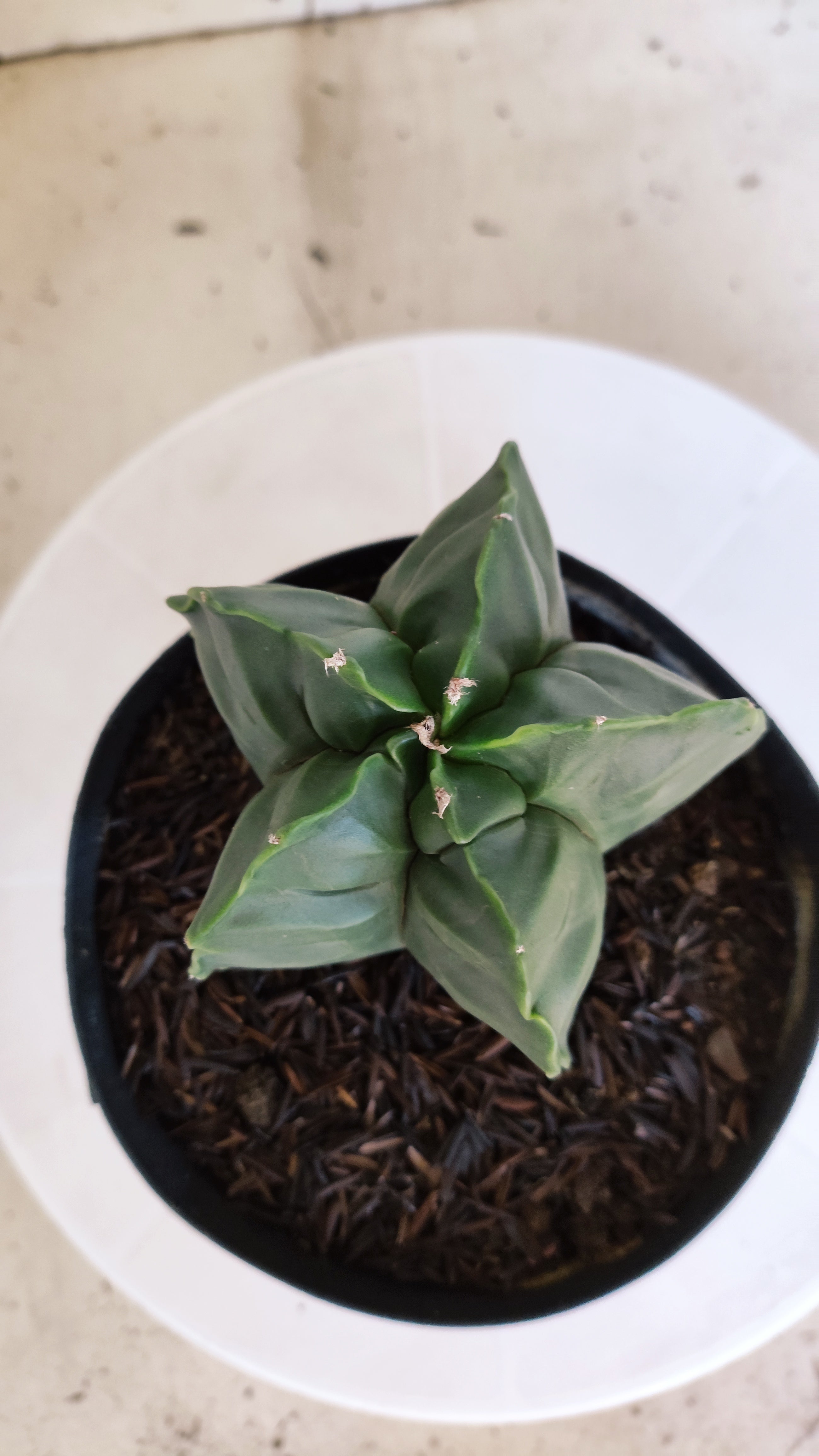 MATRIZ ASTROPHYTUM cv KIKKO  Nº 1252 – vaso 15