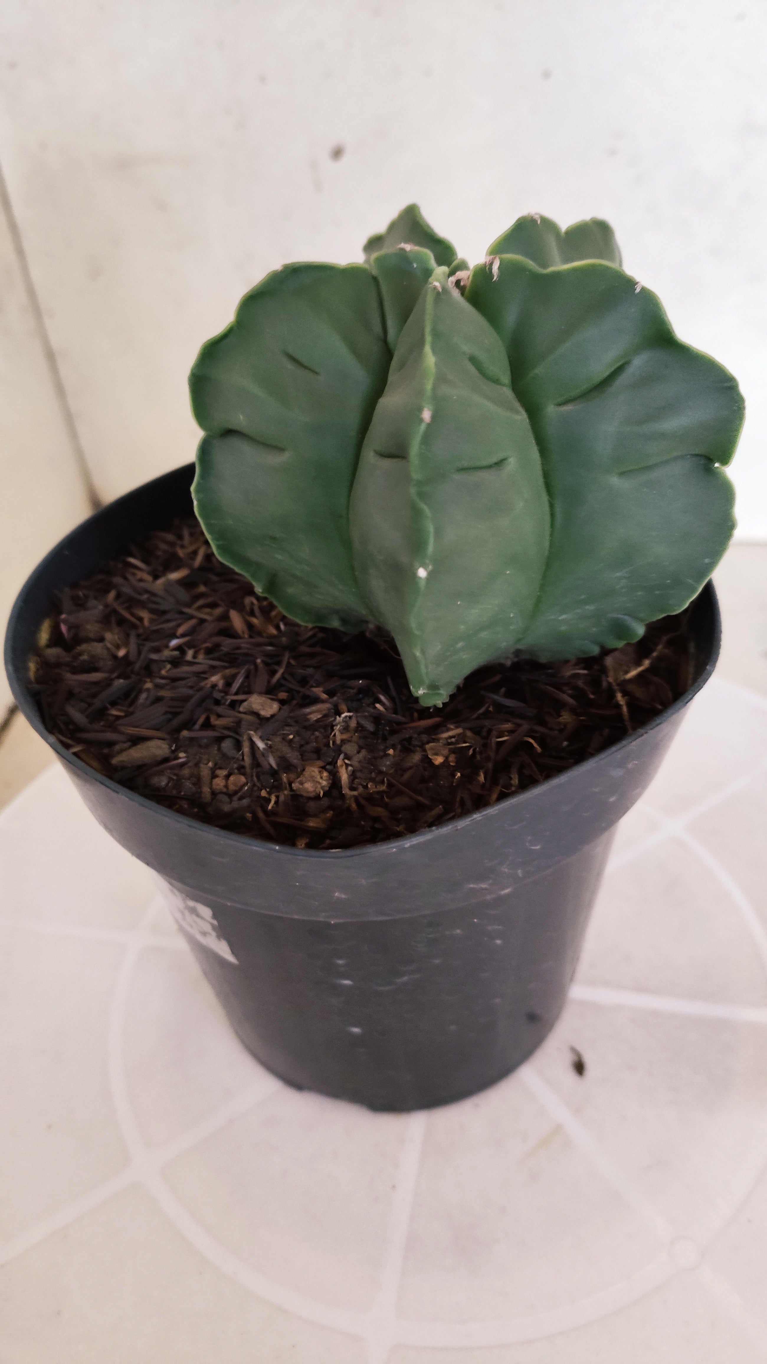MATRIZ ASTROPHYTUM cv KIKKO  Nº 1252 – vaso 15