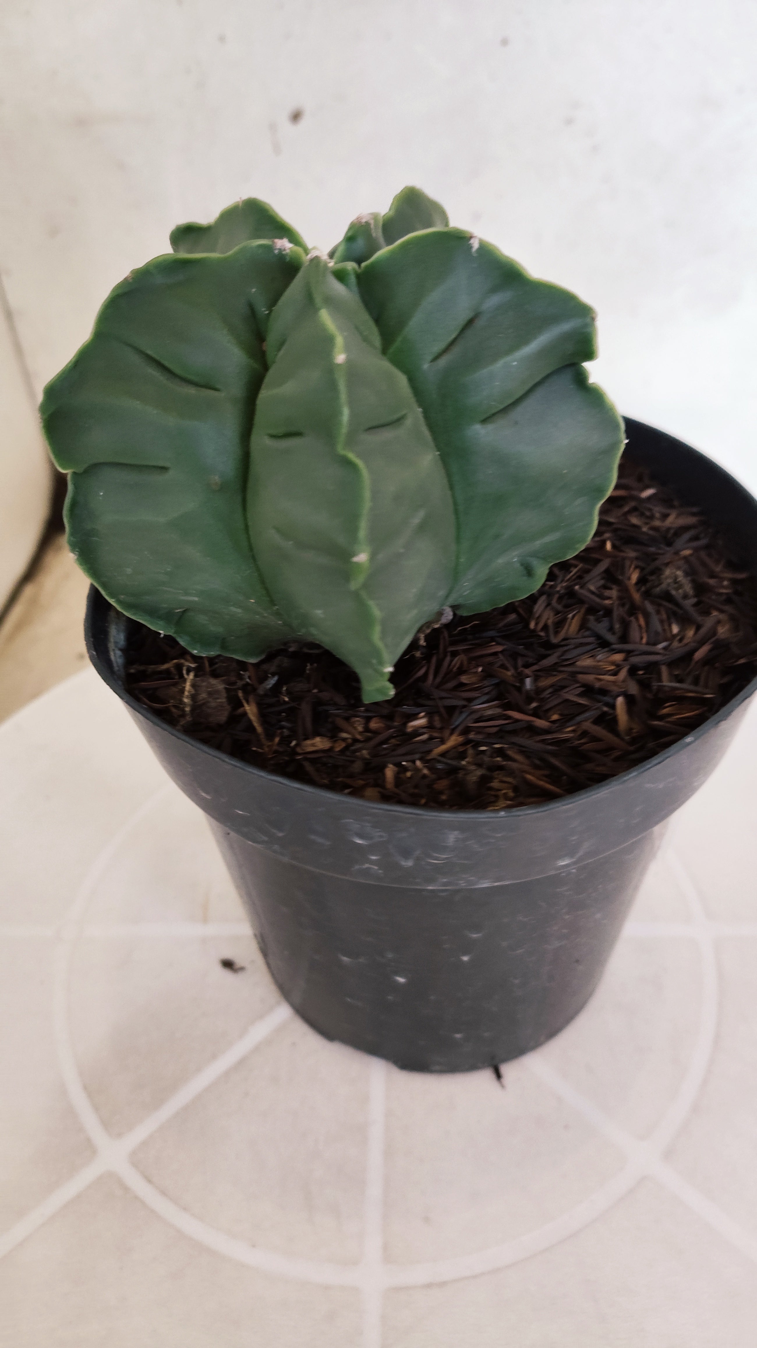 MATRIZ ASTROPHYTUM cv KIKKO  Nº 1252 – vaso 15