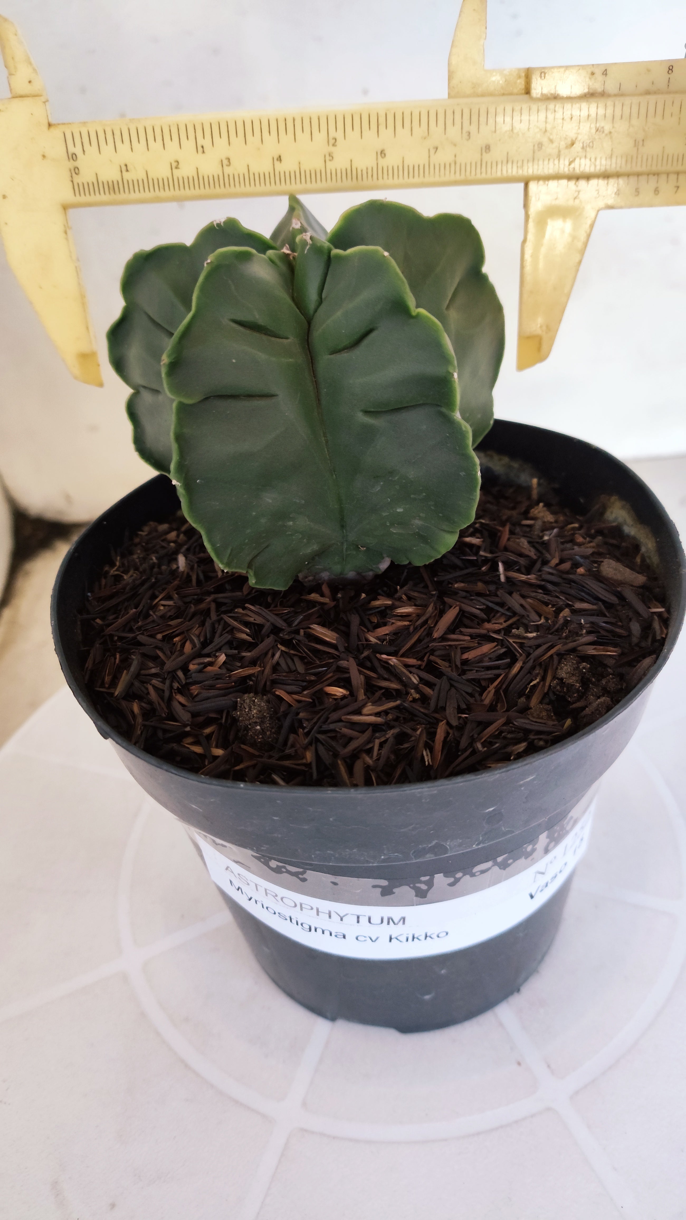 MATRIZ ASTROPHYTUM cv KIKKO  Nº 1252 – vaso 15