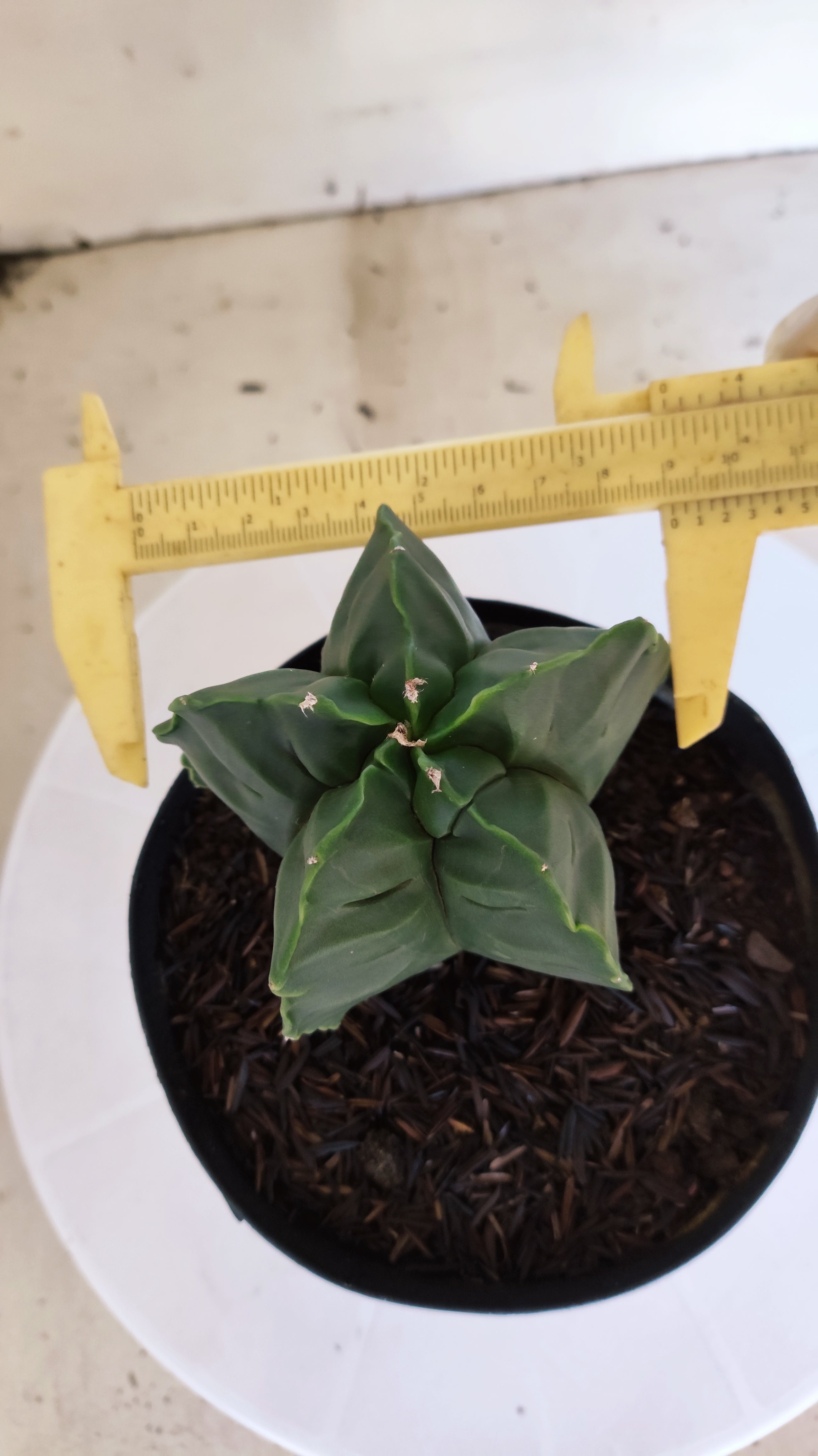 MATRIZ ASTROPHYTUM cv KIKKO  Nº 1252 – vaso 15