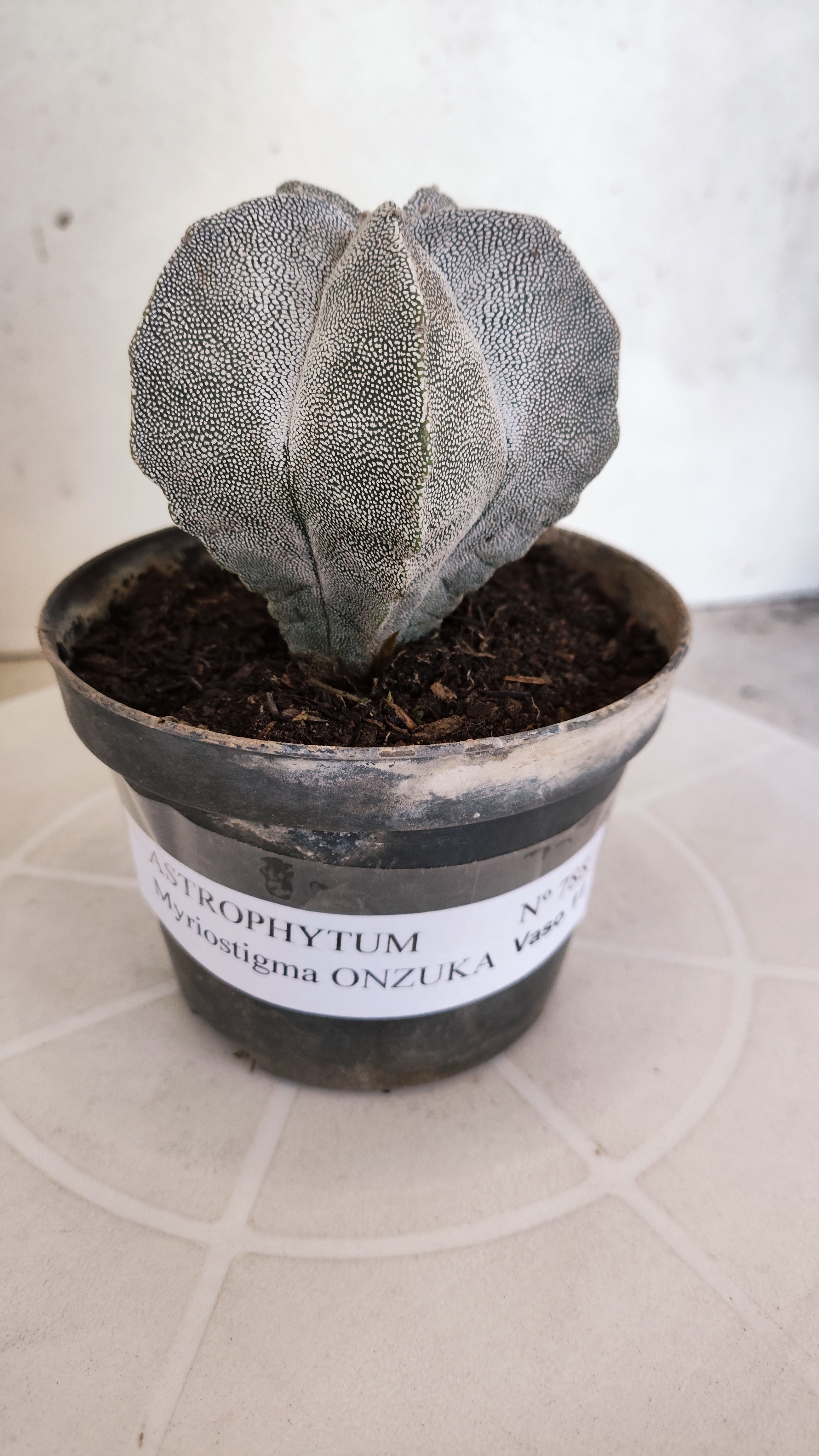 ASTROPHYTUM MYRIOSTIGMA Onzuka  Nº 788 – vaso 11