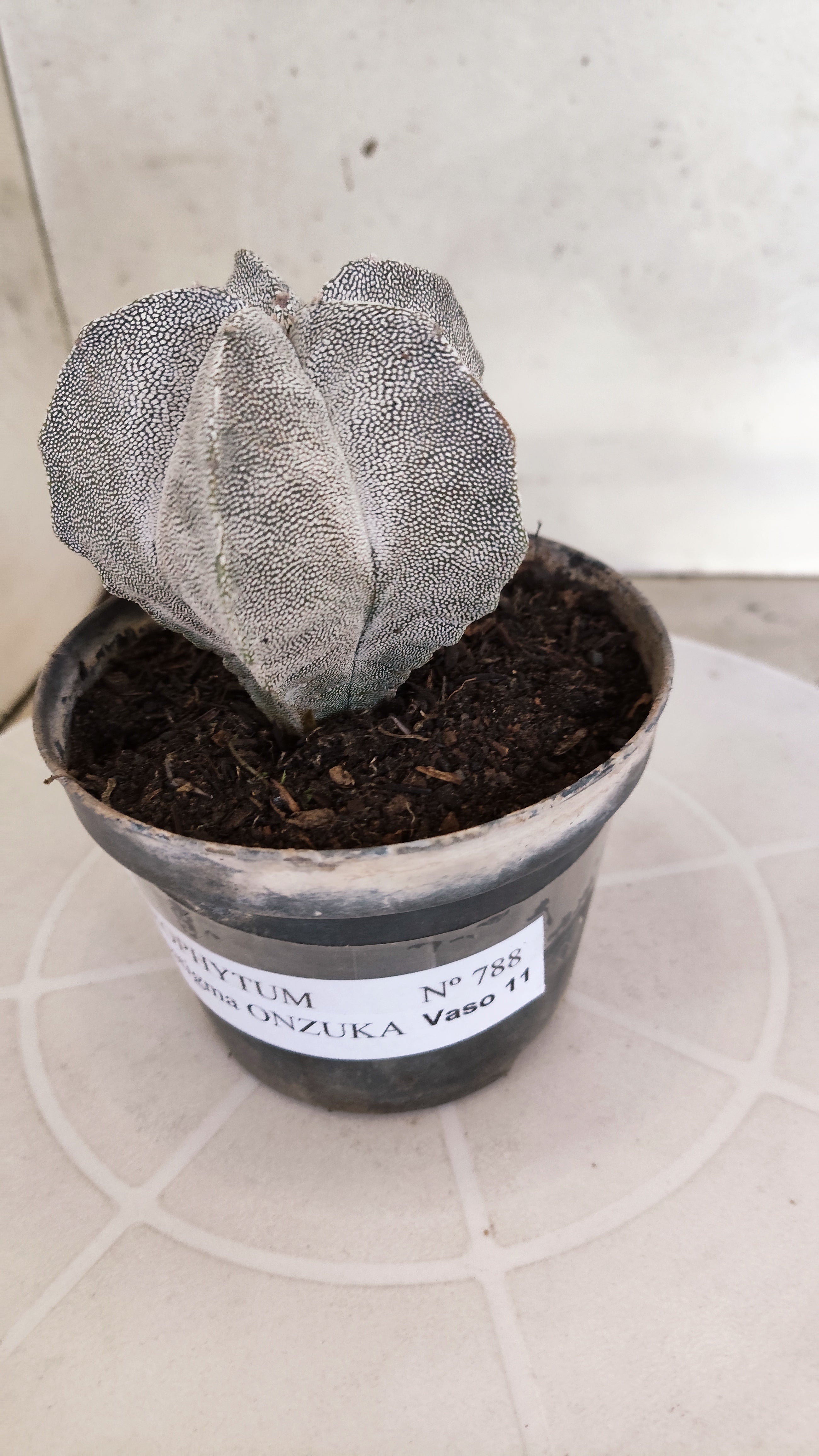 ASTROPHYTUM MYRIOSTIGMA Onzuka  Nº 788 – vaso 11