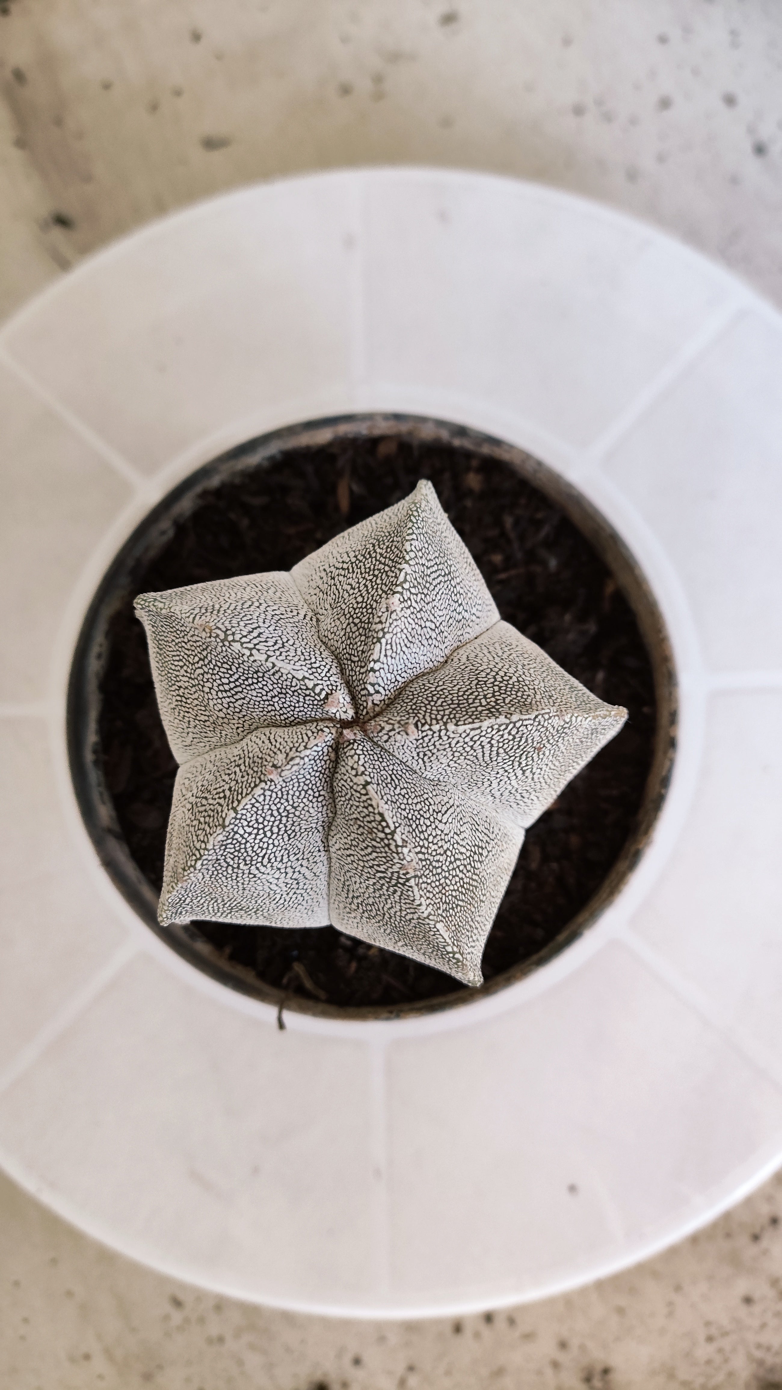 ASTROPHYTUM MYRIOSTIGMA Onzuka  Nº 788 – vaso 11