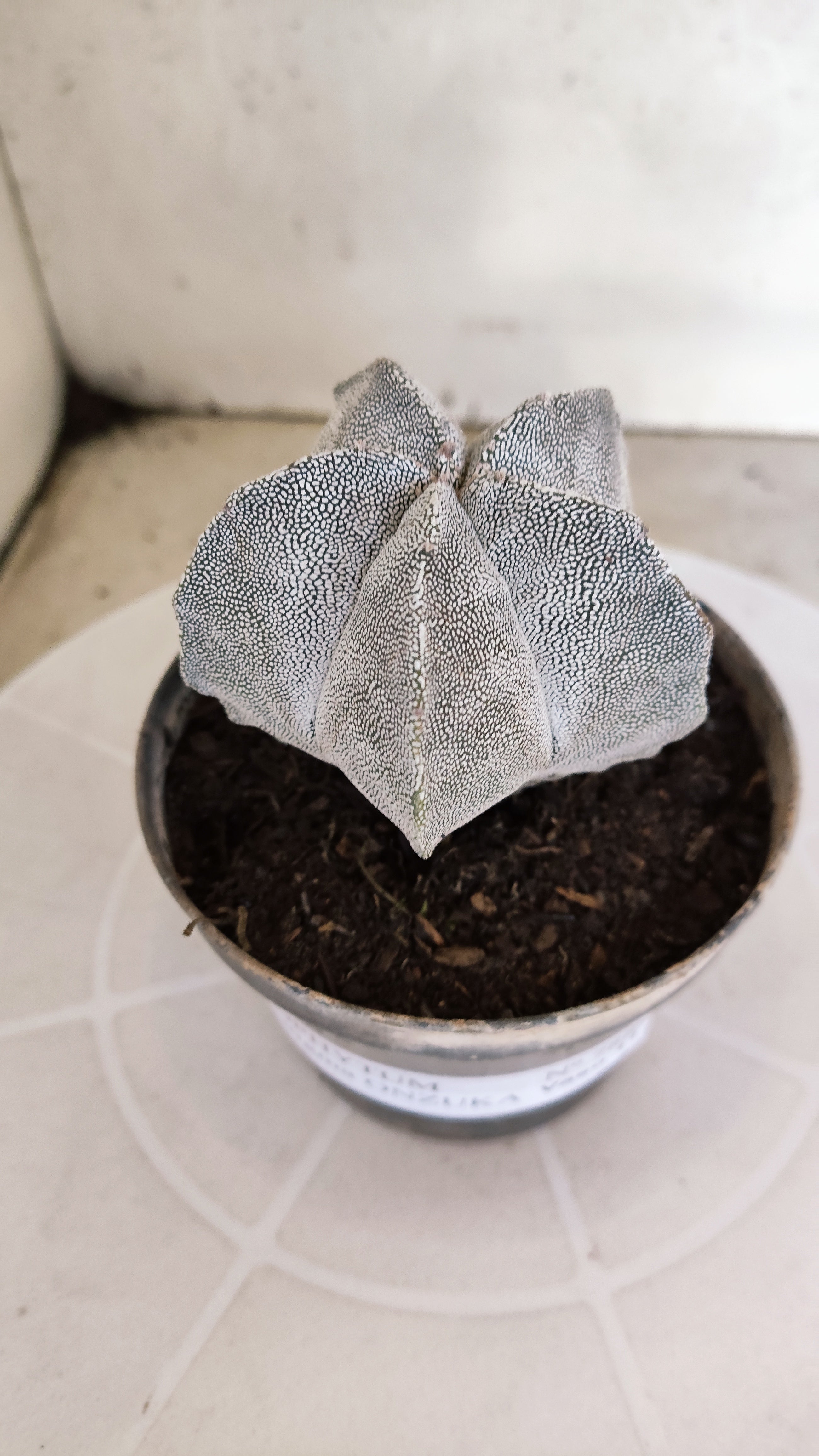 ASTROPHYTUM MYRIOSTIGMA Onzuka  Nº 788 – vaso 11